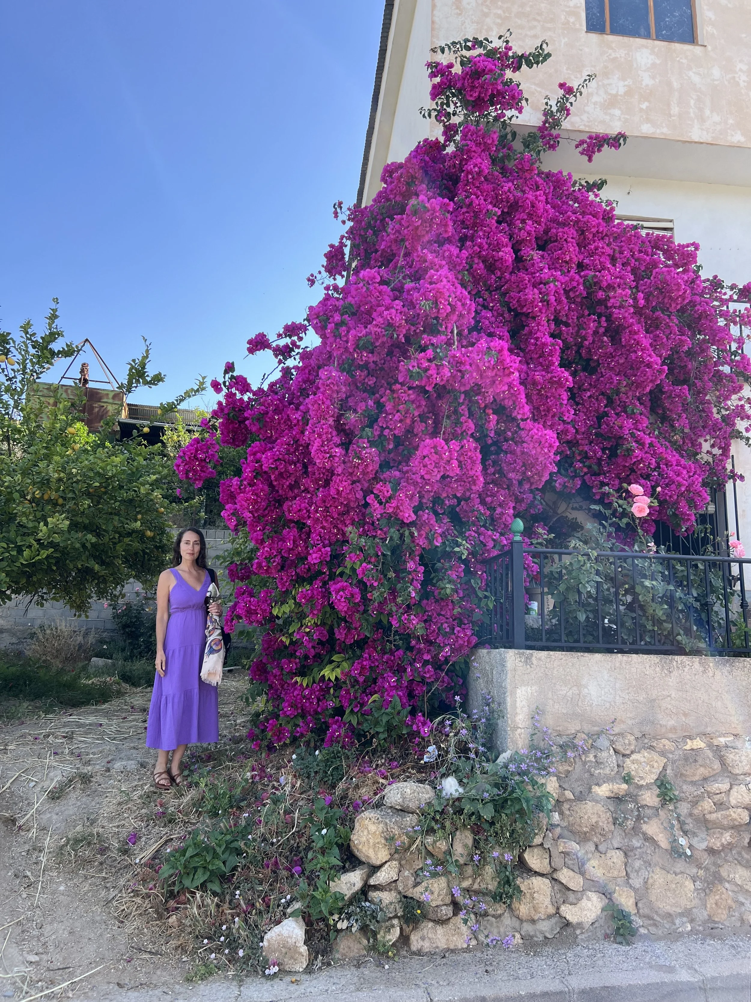 A woman in a purple dress stands next to a large, vibrant pink bougainvillea bush in front of a white house with a black fence, on a sunny day with a clear blue sky.