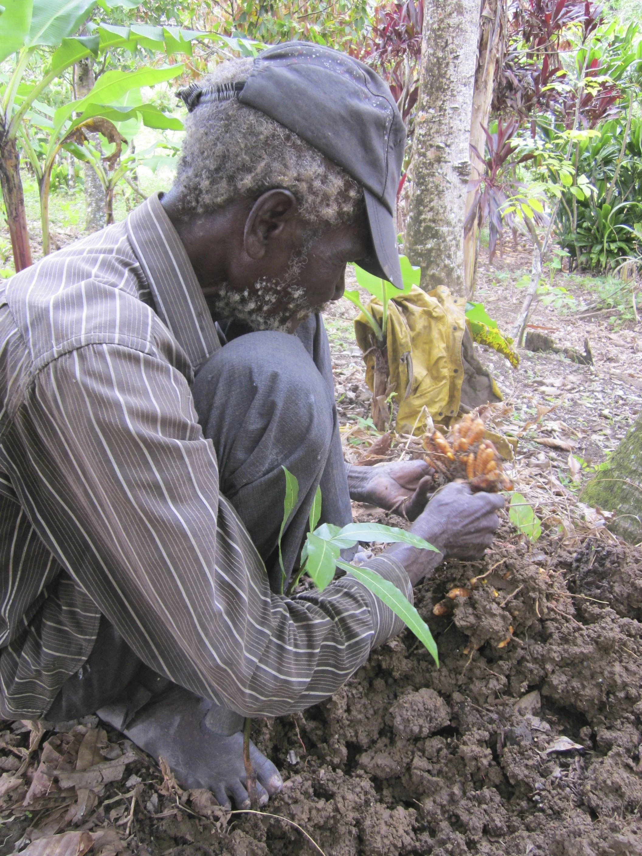 Jamba harvesting turmeric