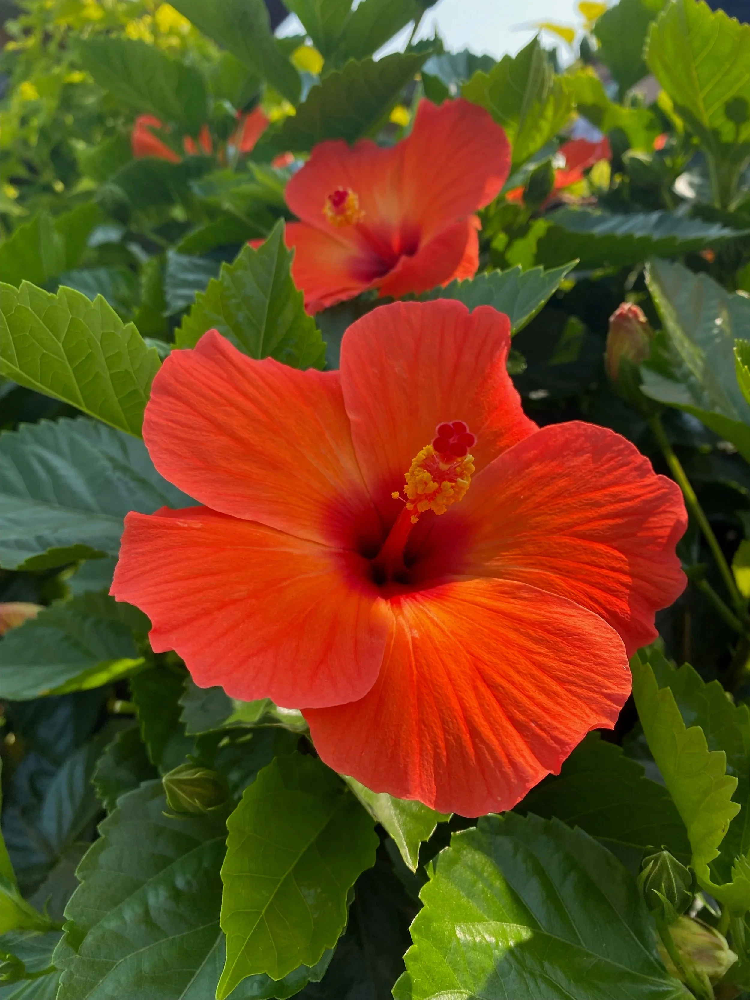 Let's Talk Hormones: Natural Balance for Women's Health, Oils + Teas