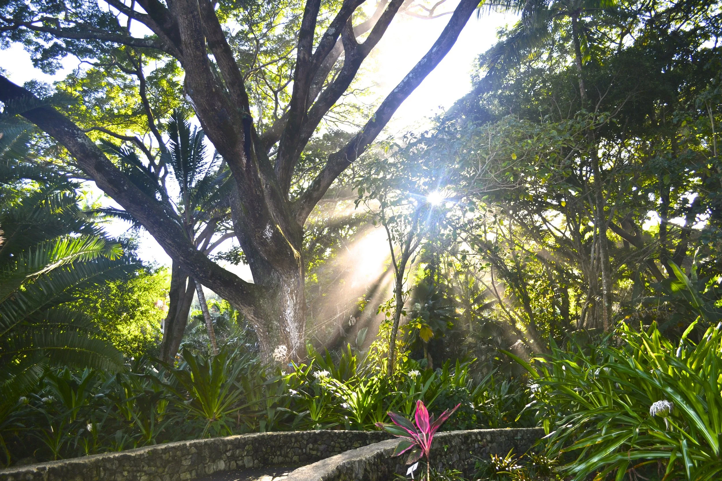 Hawaiian Tropical Botanical Garden - Big Island of Hawaii