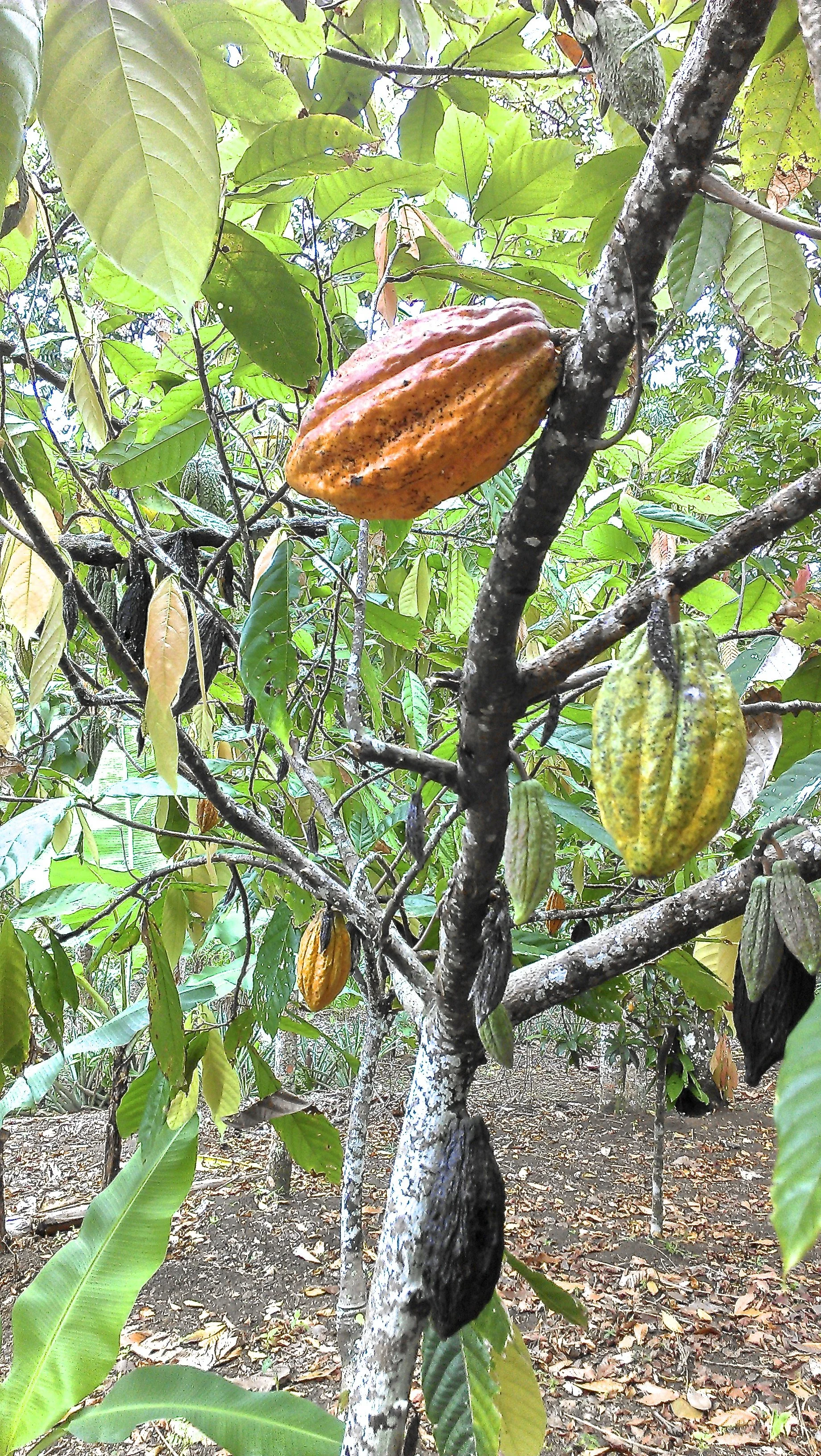 Cacao pod at Jamba's farm in Jamaica
