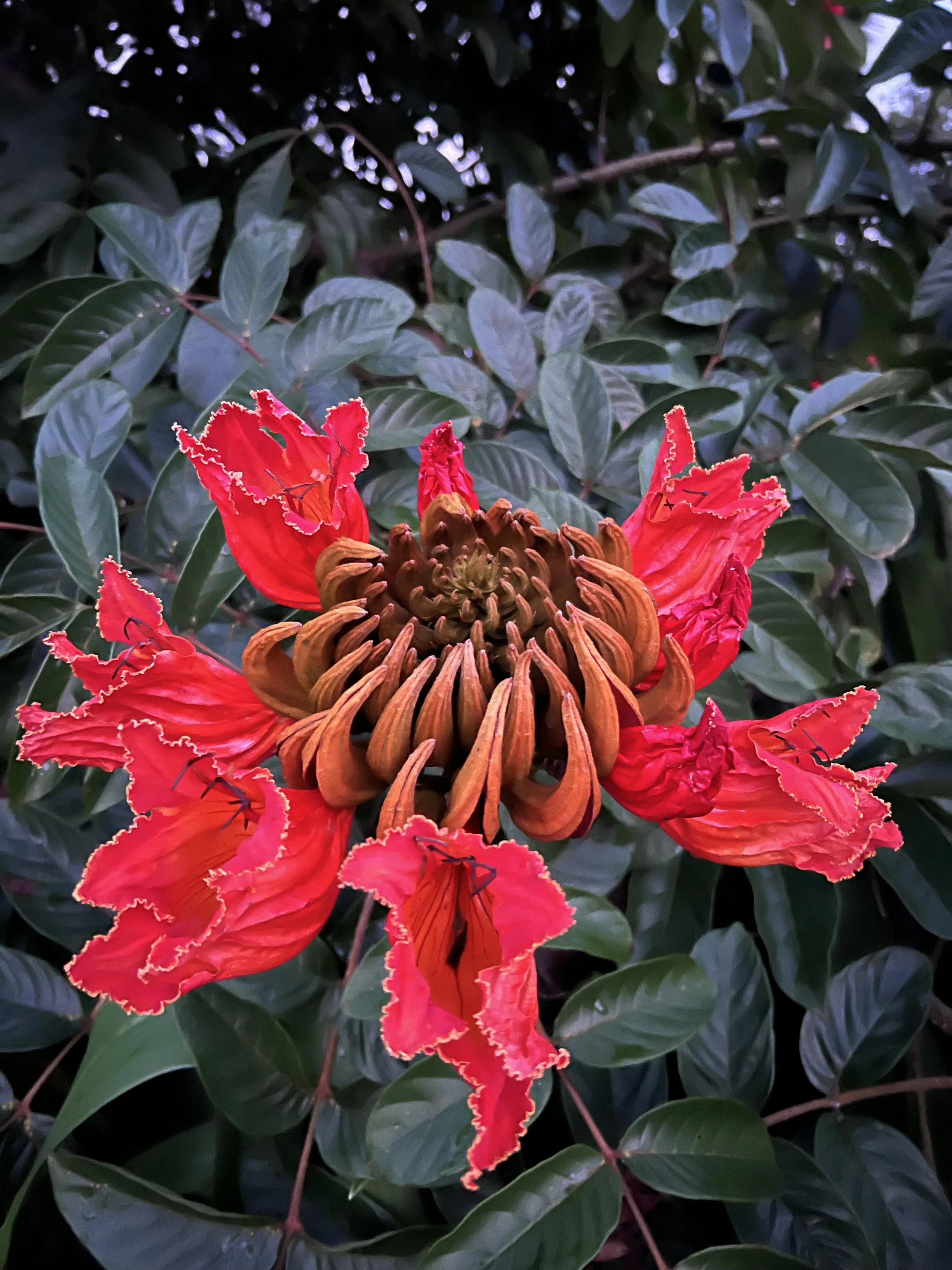 Bright red and orange exotic flower with ruffled petals surrounded by dark green leaves.