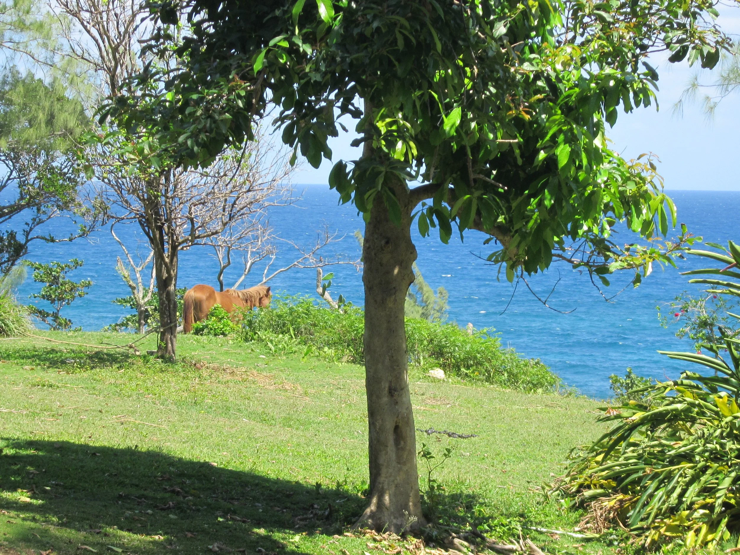 Horse at seaside - St. Mary's Parish, Jamaica