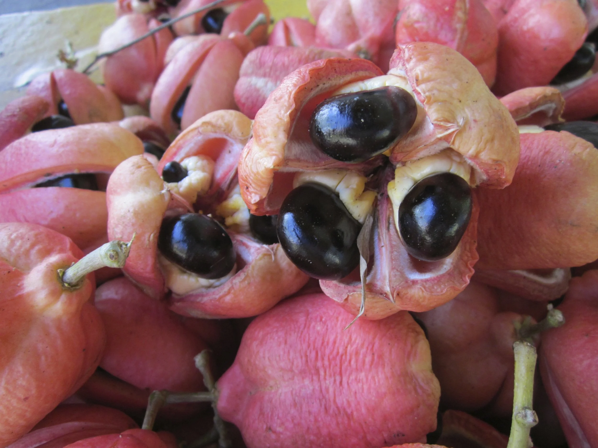 Ackee - Jamaica's National Fruit
