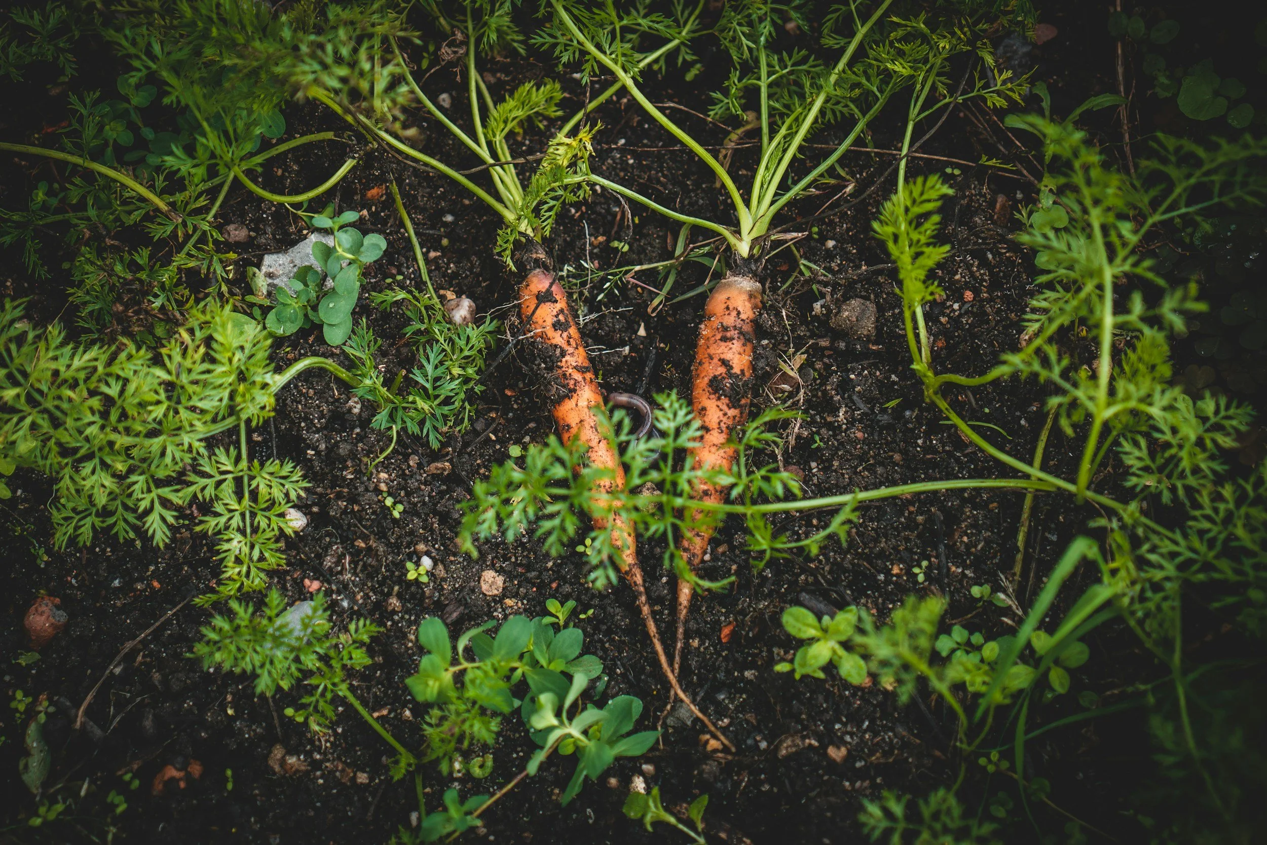 Warm Carrot and Beetroot Slaw 
