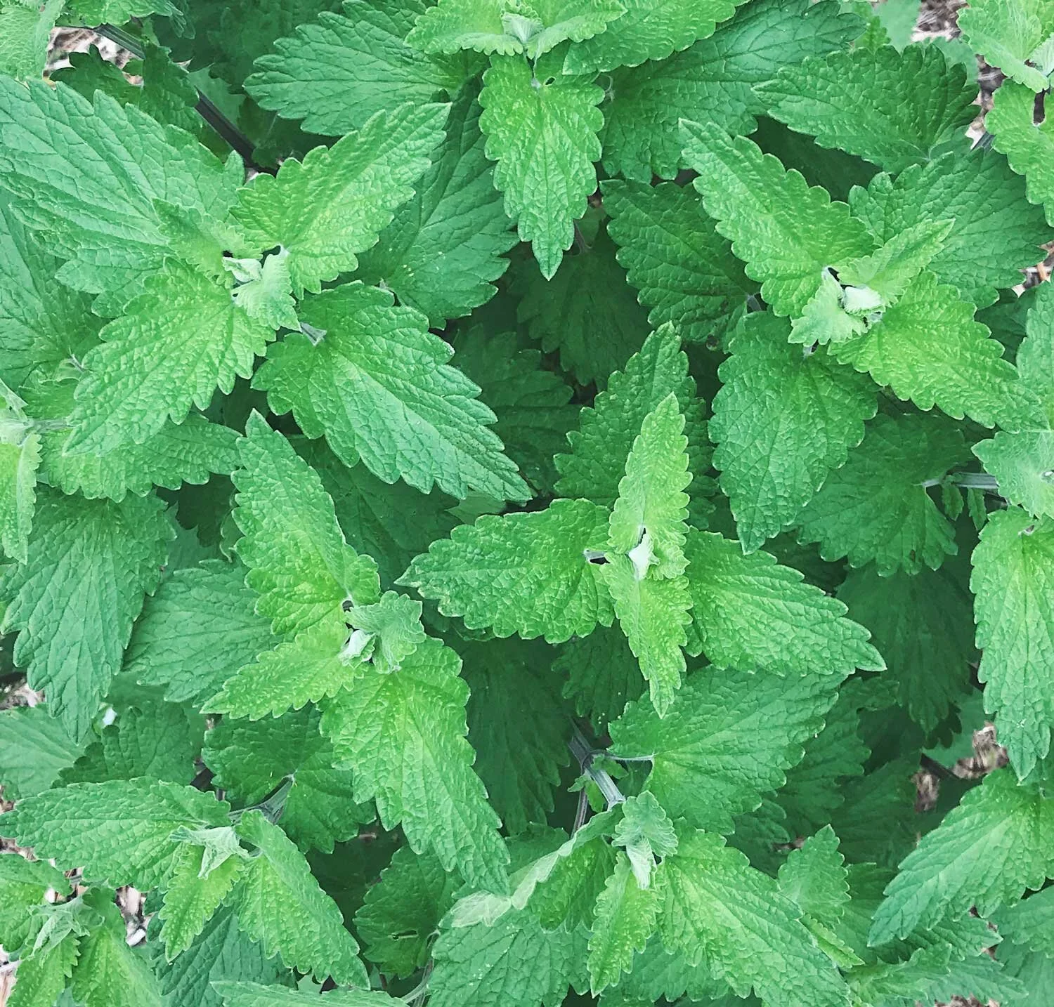 My Approach to Herbal Consultations