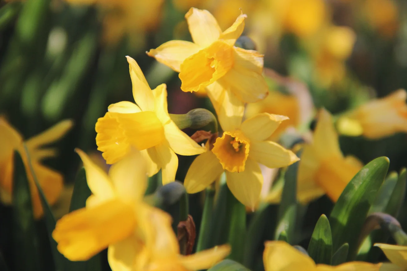 Reflections on Spring Wild Foods &amp; Sourdough Recipes