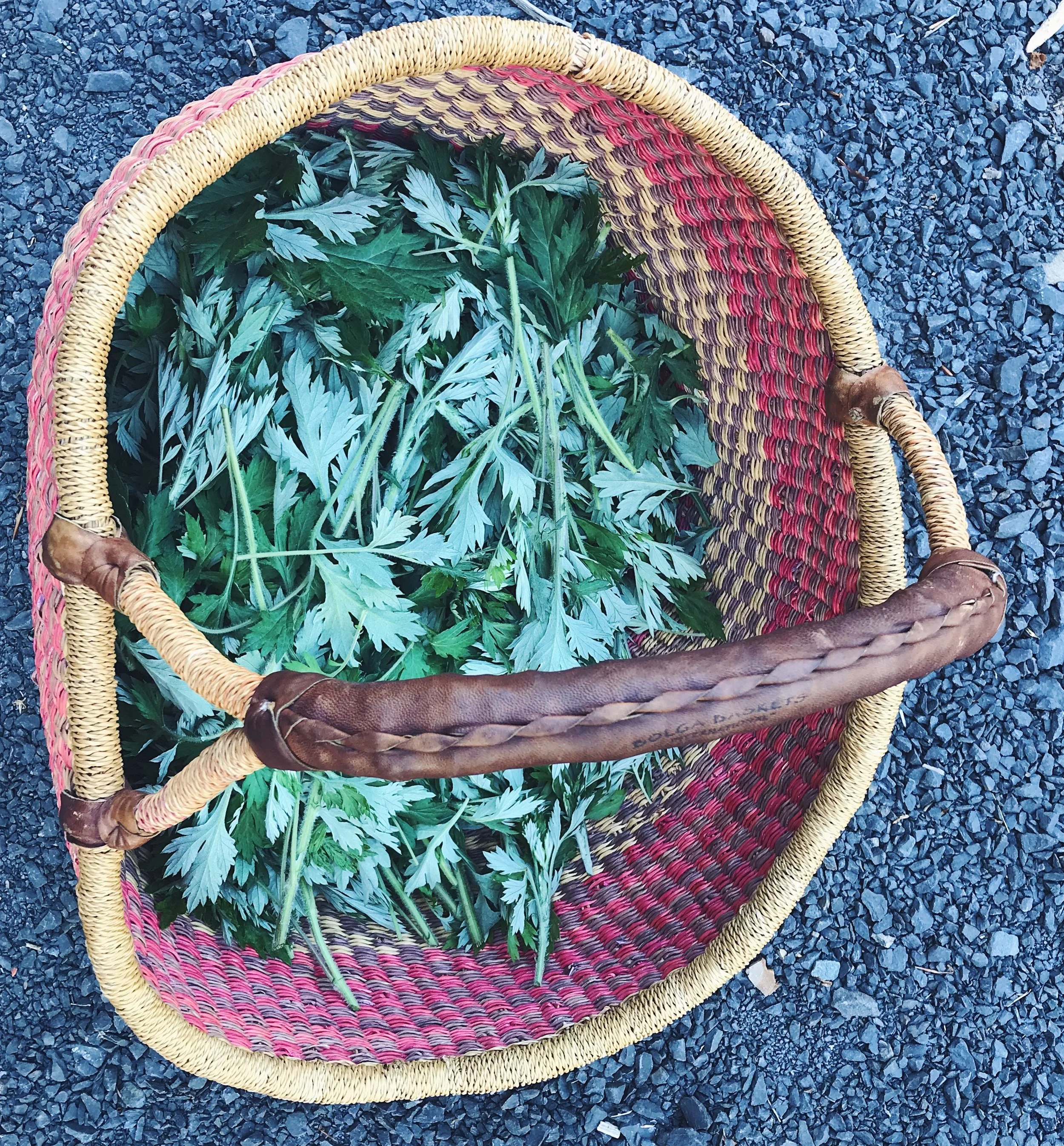 mugwort.JPG