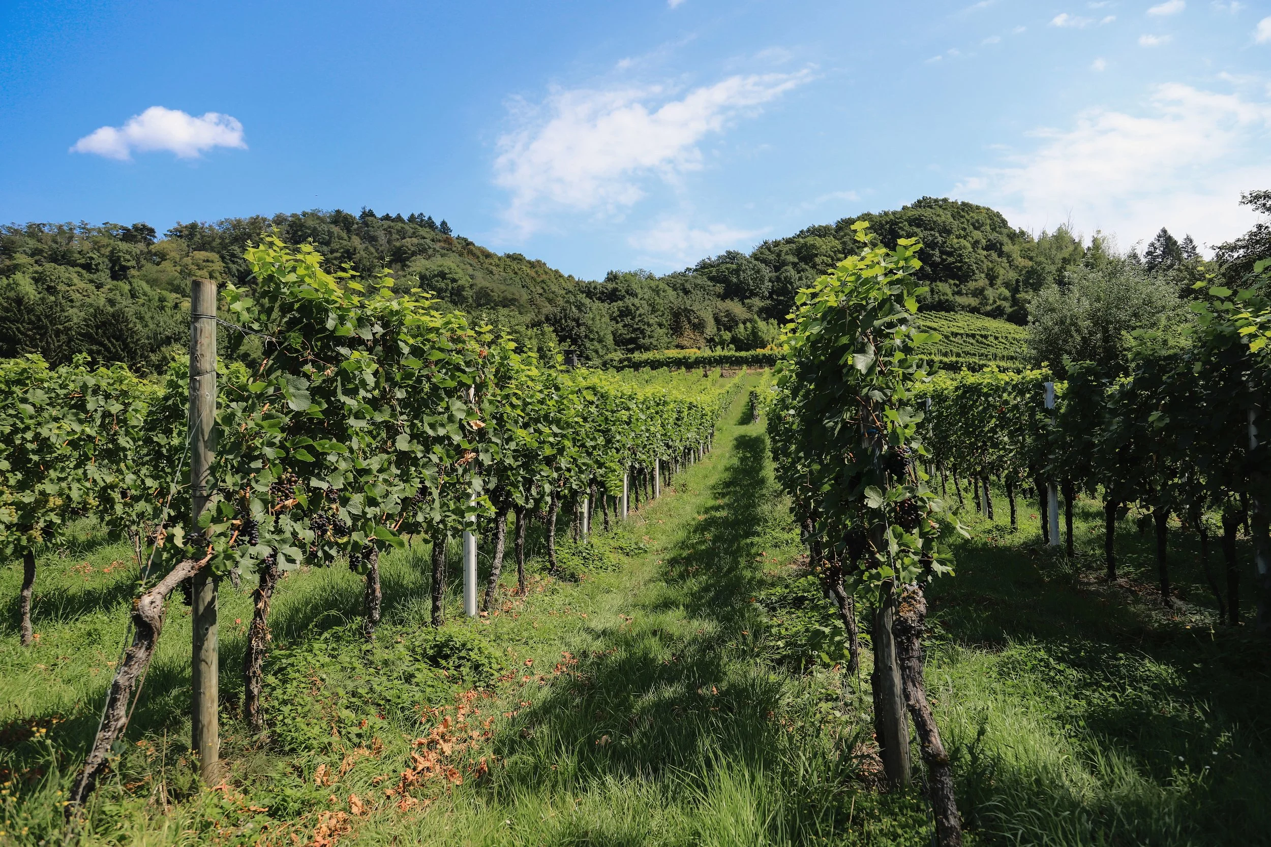Ein malerischer Weinberg mit üppigen, grünen Trauben, die in geraden Reihen wachsen.