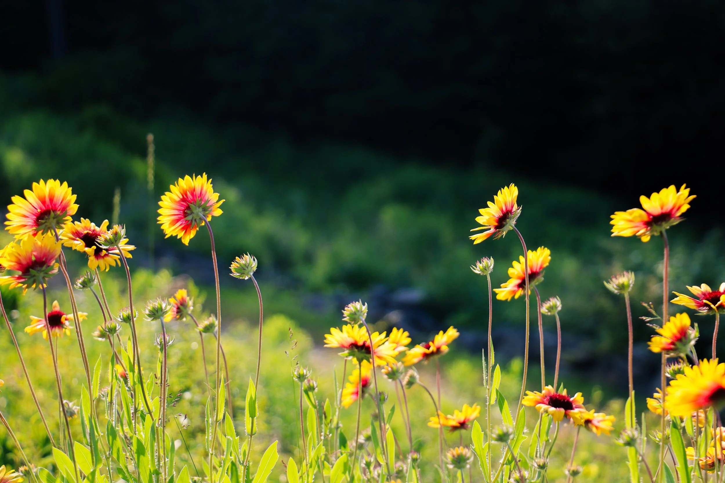 7_7_25 morning stroll-09.jpg