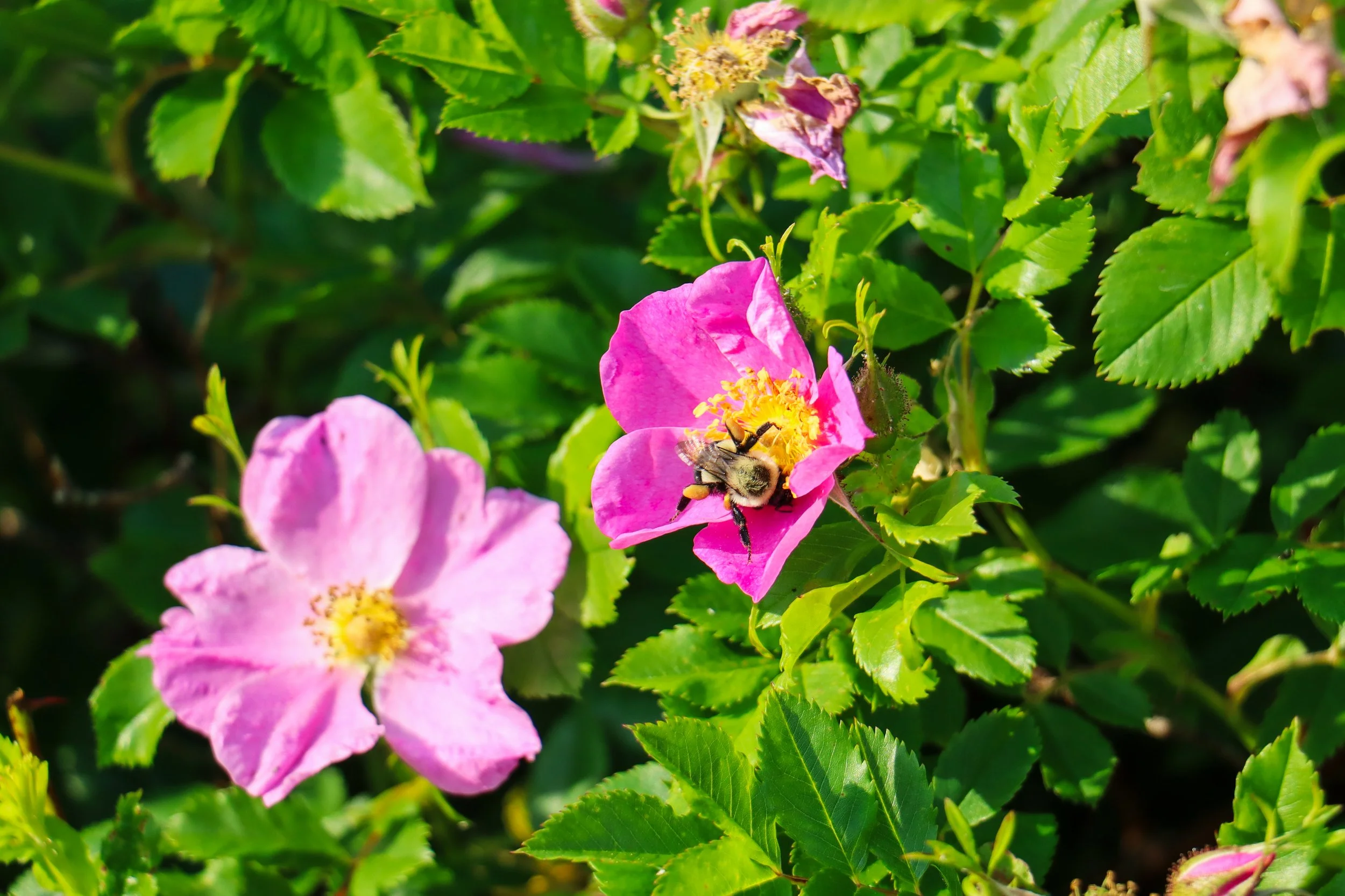 7_7_25 morning stroll-06.jpg