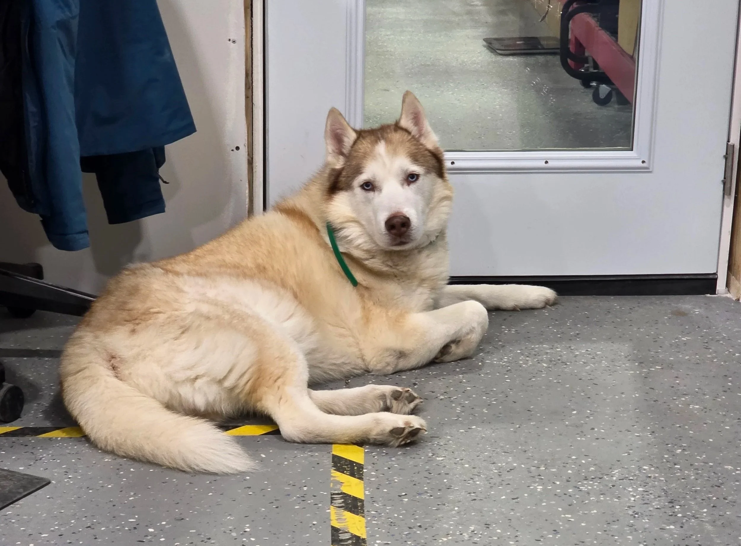 Nova - Inspiration behind the name Novalarm