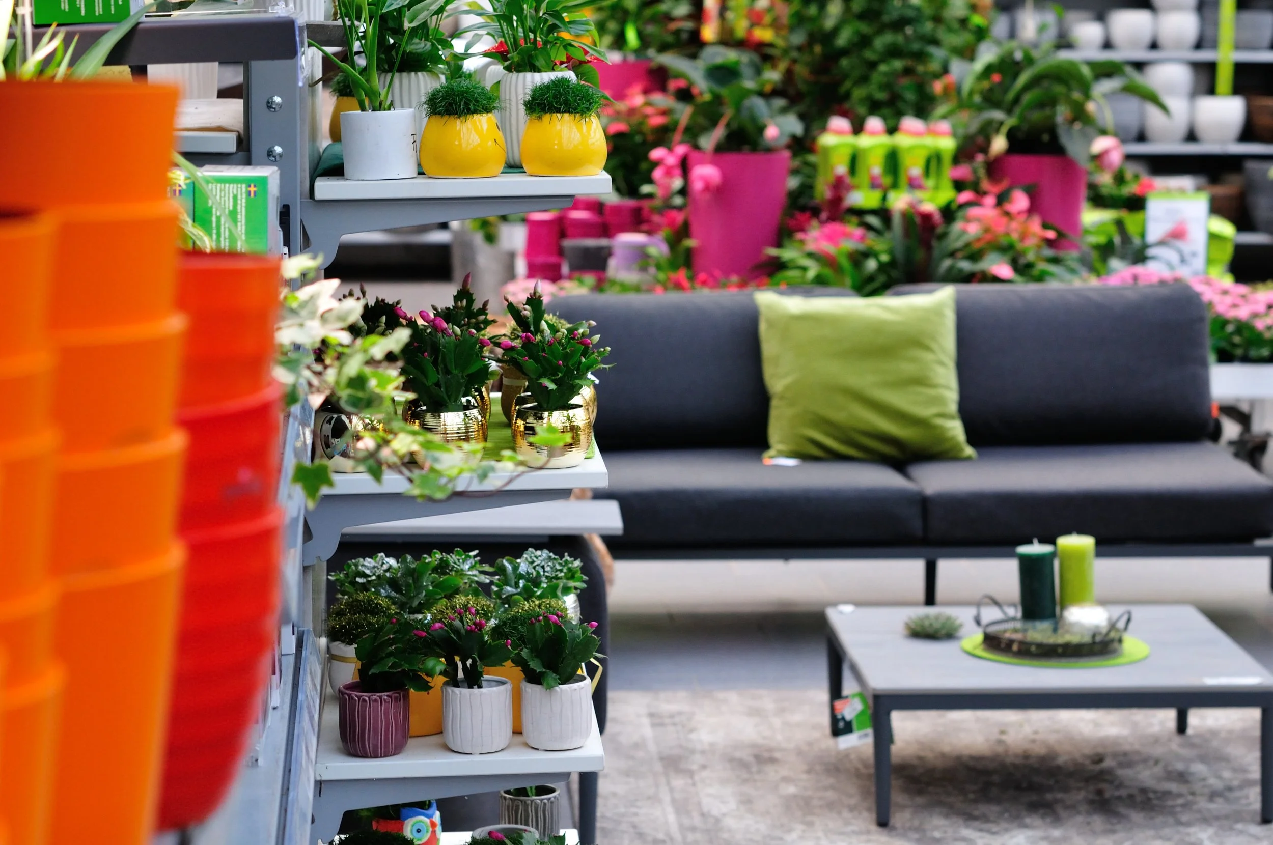 Display of colorful potted plants and flowers on shelves with a black sofa and a small table with candles in a store
