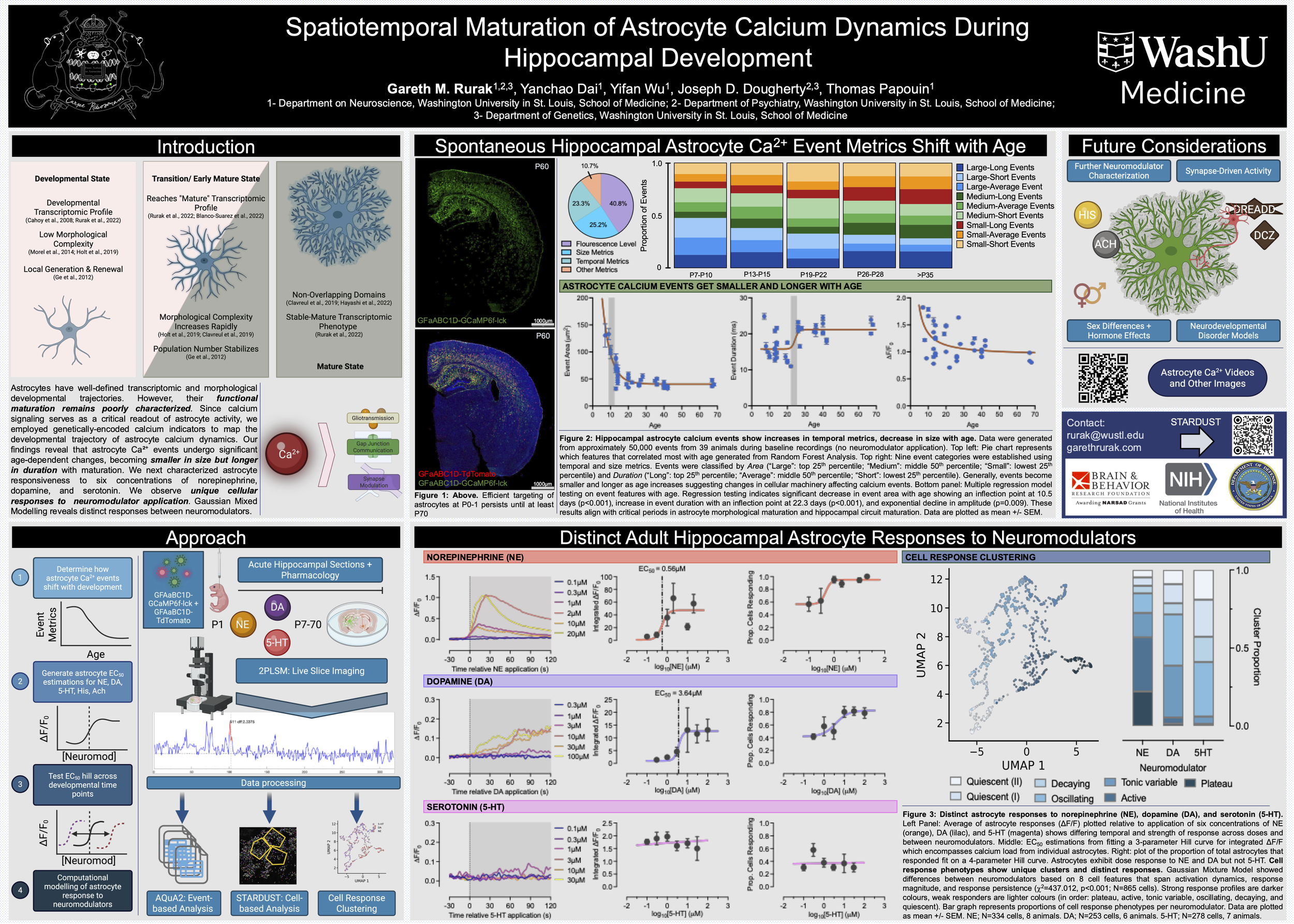 Scientific research poster titled "Spatiotemporal Maturation of Astrocyte Calcium Dynamics During Hippocampal Development" from WashU Medicine. It features sections on introduction, methods, results, and future considerations, with various graphs, diagrams, and images of brain tissue. The poster discusses astrocyte calcium signaling during development, imaging techniques, and analysis of astrocyte responses.