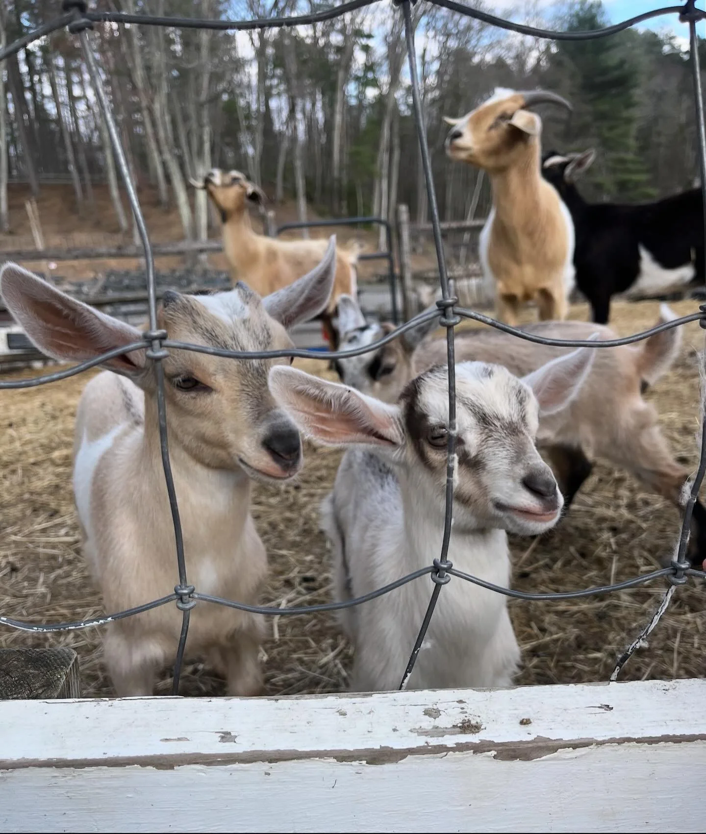 🌾 This Week at Oakholm Brewing 🌾

Thursday 5.15 ✨ 3:00-9:00
&bull; @pupspizzaoakholm 🍕 4:00-8:00
&mdash;&gt; 2 for $20 Cheese + Pepperoni Special
&bull; @wachumakin Ranch Hat Burning SOLD OUT 6:00
&bull; OBC Run Club 🏃🏼&zwj;♀️ @rebecca.l.fitness