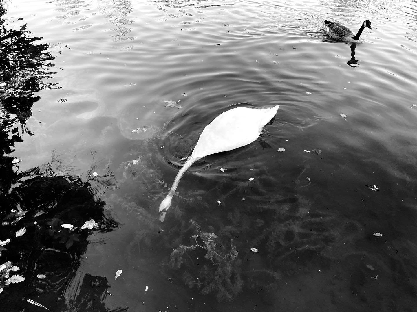 .
Un Cygne pour signe 
Panser ses pens&eacute;es 
Un ch&oelig;ur dans le coeur 
Une danse si dense 
Dans l&rsquo;air o&ugrave; l&rsquo;on &egrave;re 
Avoir foi des milliers de fois 
Les mots contre les maux 
Cro&icirc;s o&ugrave; le bonheur croit. 

