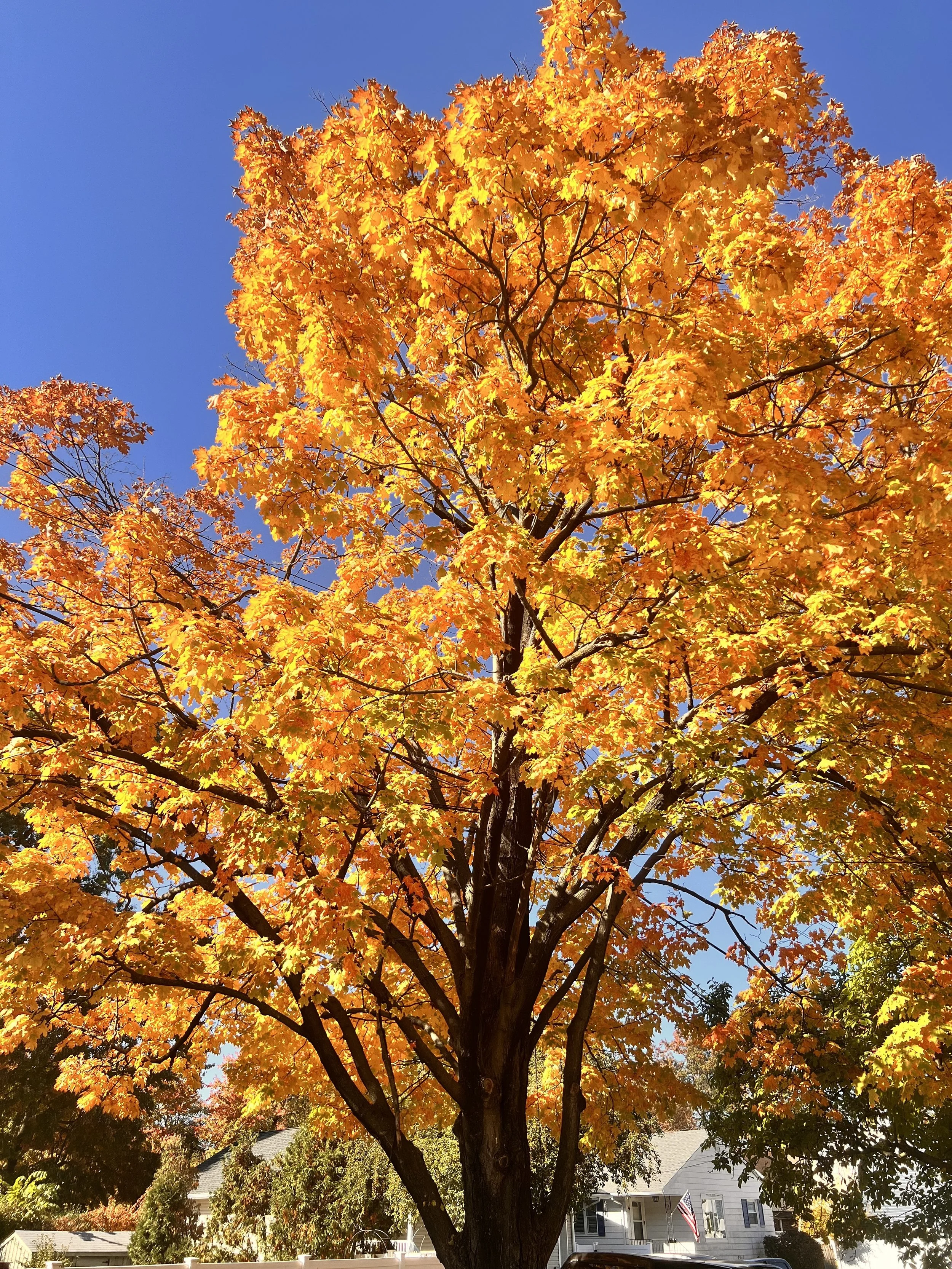 fall.jpg