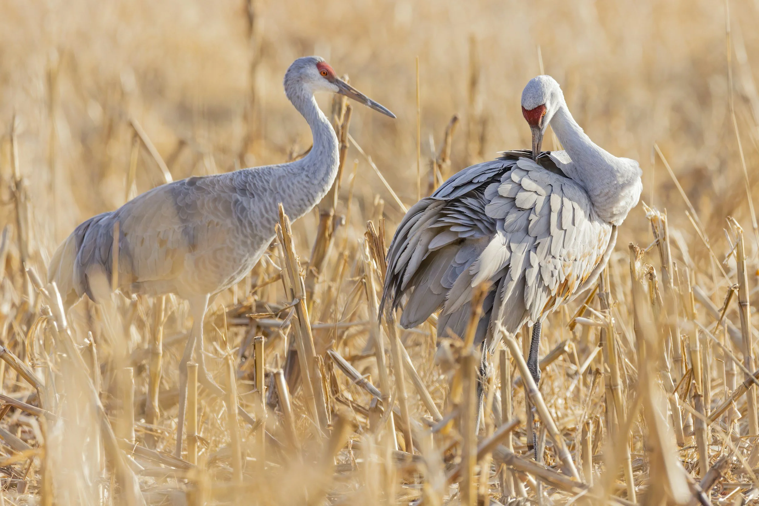  Bucket List: See the Sandhills at Sherburne   Minnesota Conservation Volunteer 