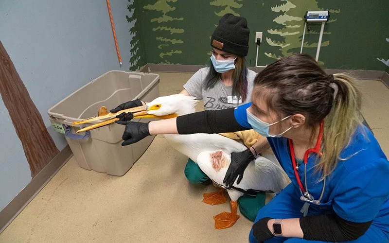  Creature Care: The Wildlife Rehabilitation Center tends to thousands of injured, sick, and orphaned wild animals each year   Minnesota Conservation Volunteer 