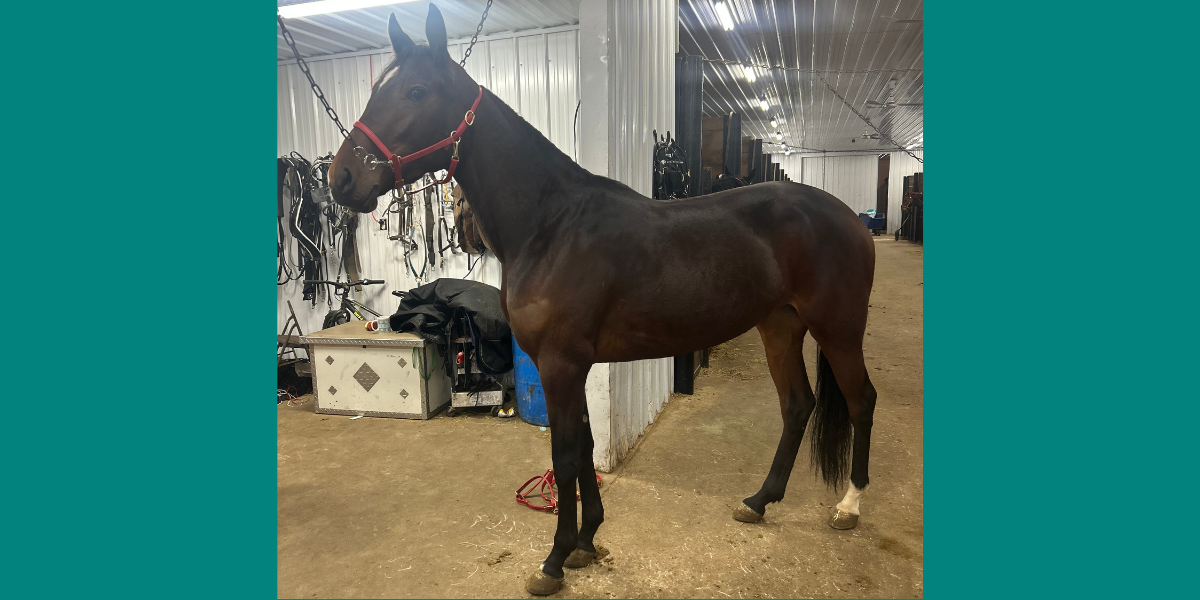  Back on track: After a devastating fracture sidelined a young Standardbred mare, her owners turned to the VMC’s Large Animal Surgery service for help.   Profiles - U of MN's Veterinarian Medical Center 