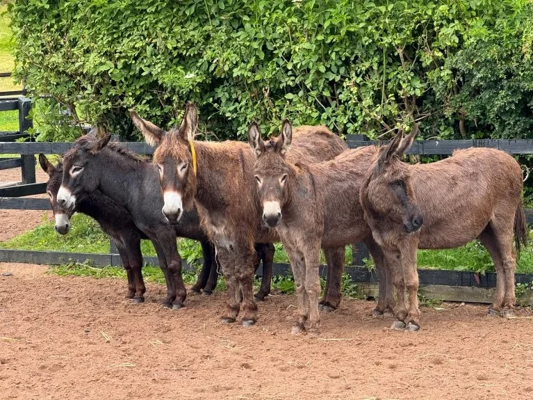  A first-time visit to Ireland inspired by family roots and a love for donkeys  
 St. Paul Pioneer Press 