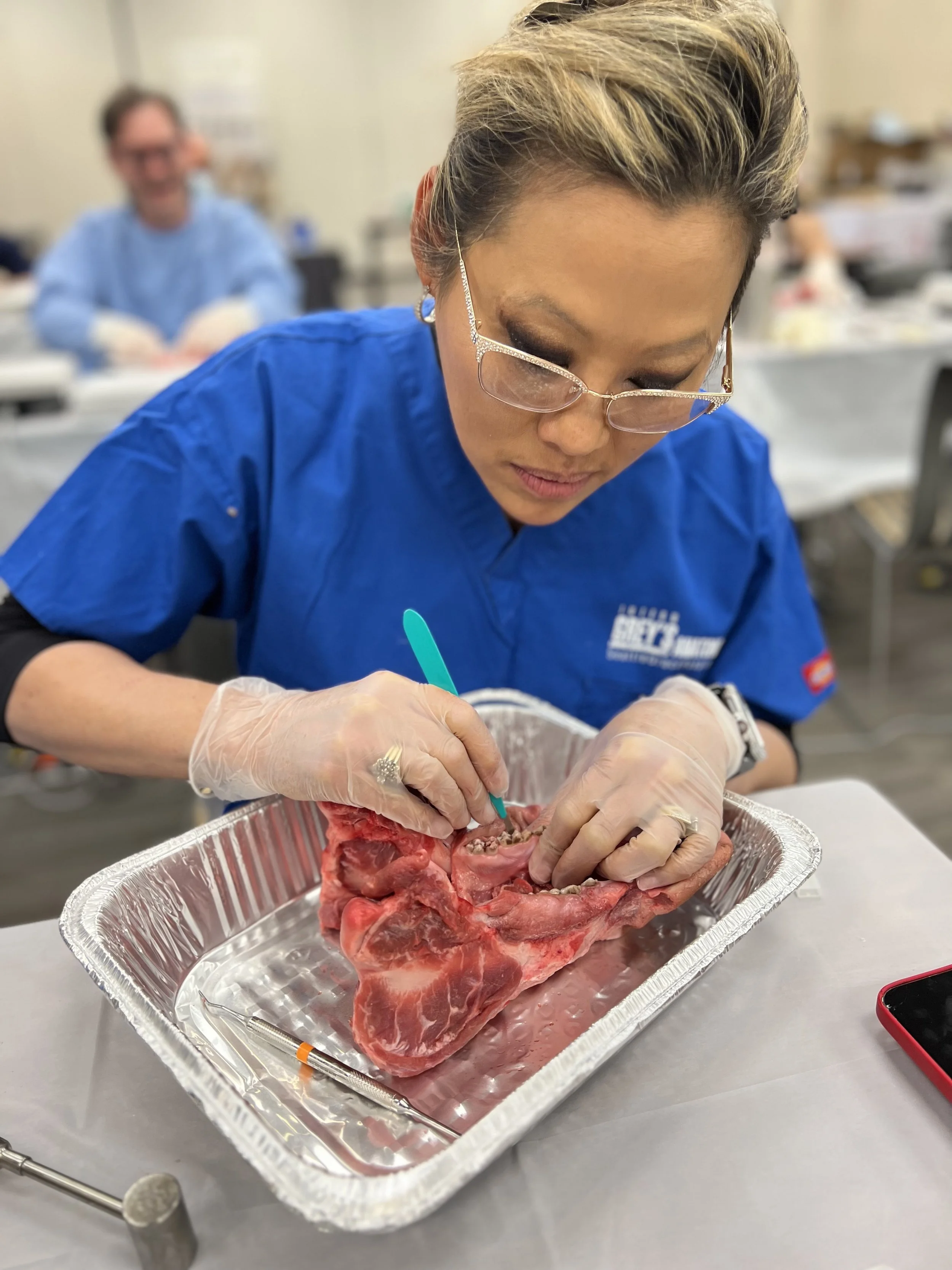 A woman in dental scrubs and gloves is examining a pig jaw in a foil tray, working with a surgical instrument, in a clinical training setting.