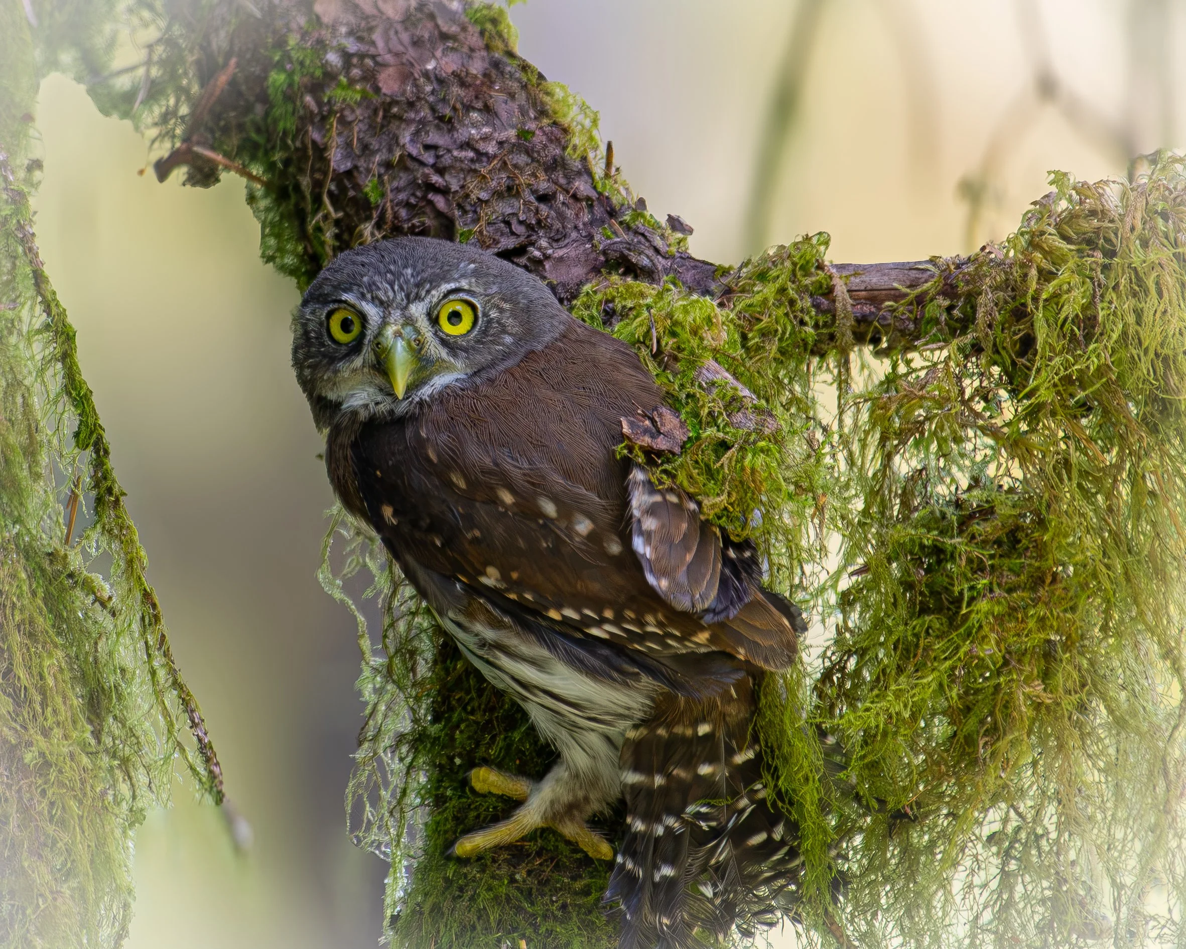 080226.NorthernPygmy3.jpg