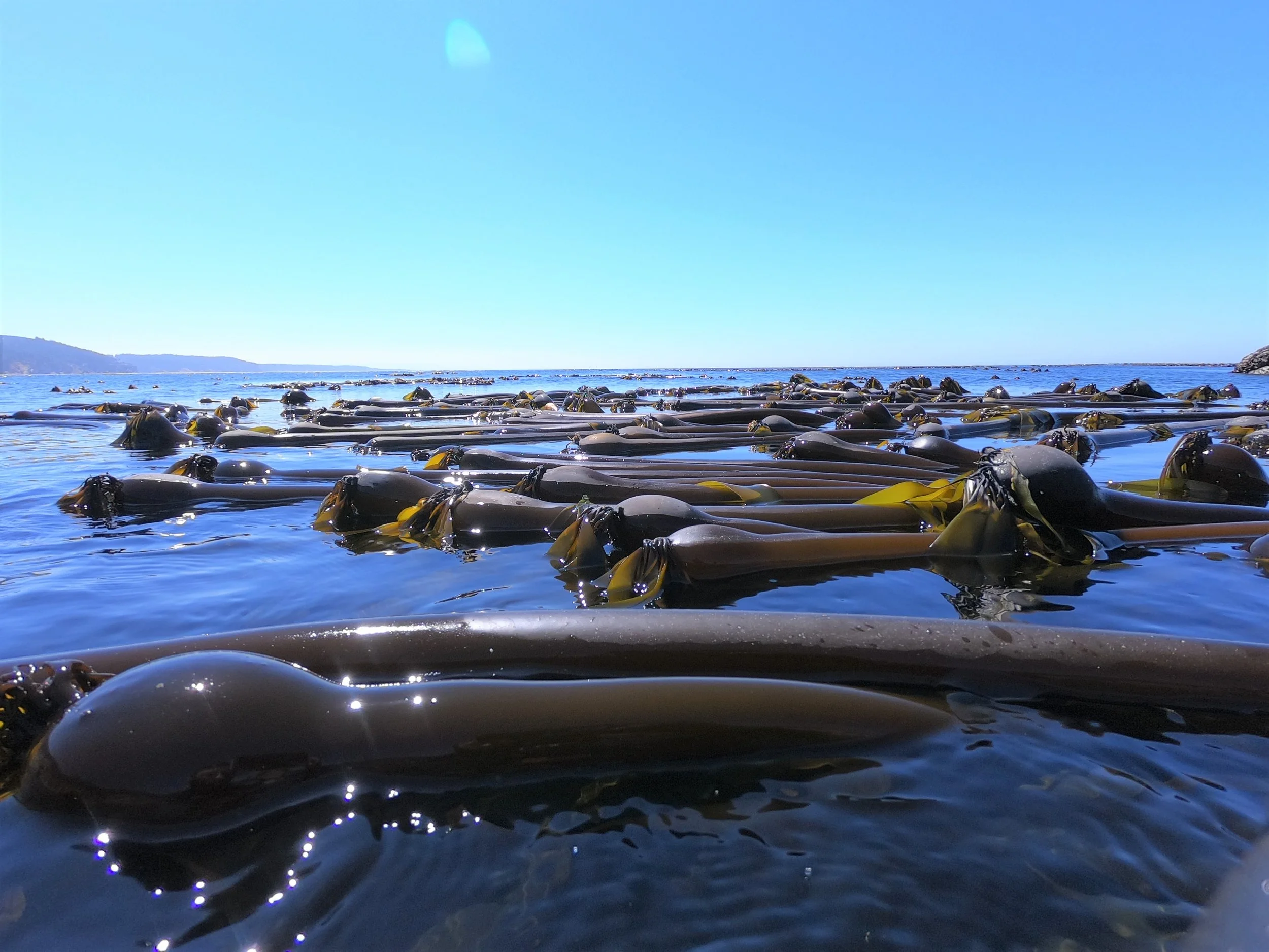 kelp at water surface_SHamilton.JPG