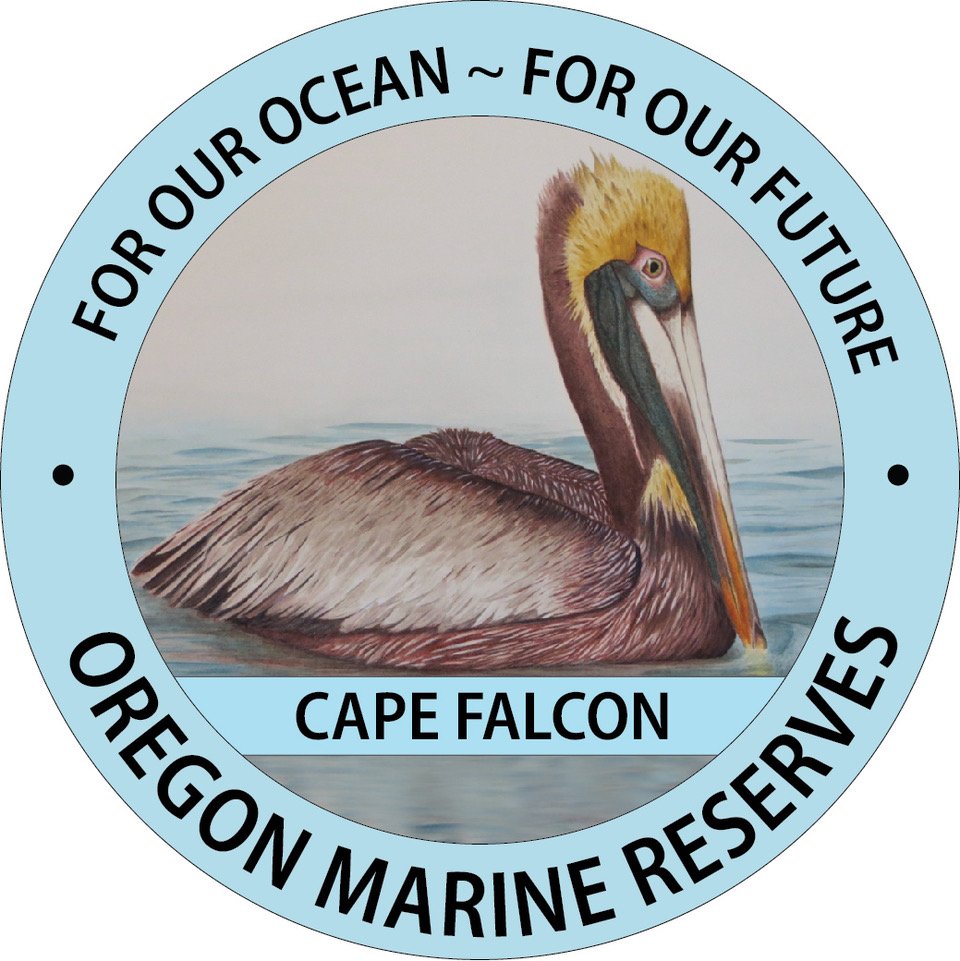 Cape Falcon with brown pelican.jpeg