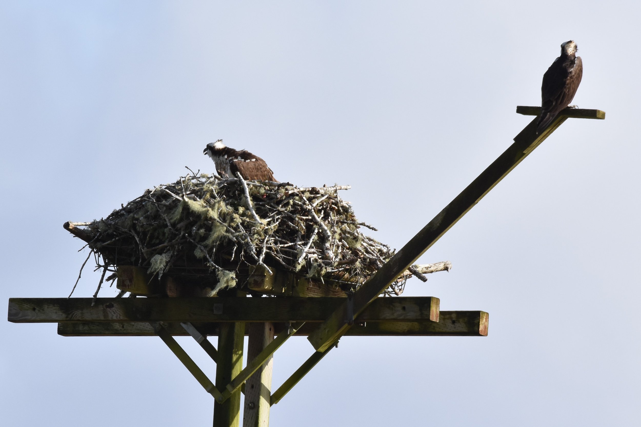 Chinook Bend Nest