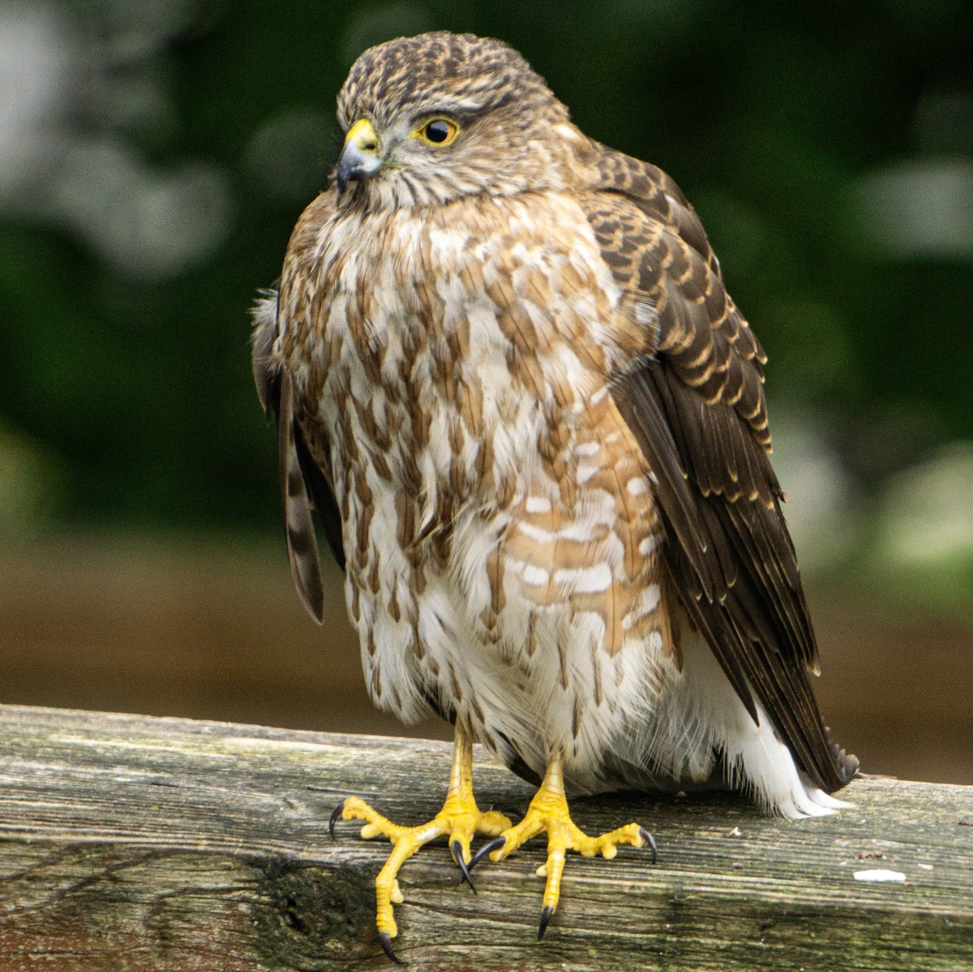 35. Sharp-shinned Hawk