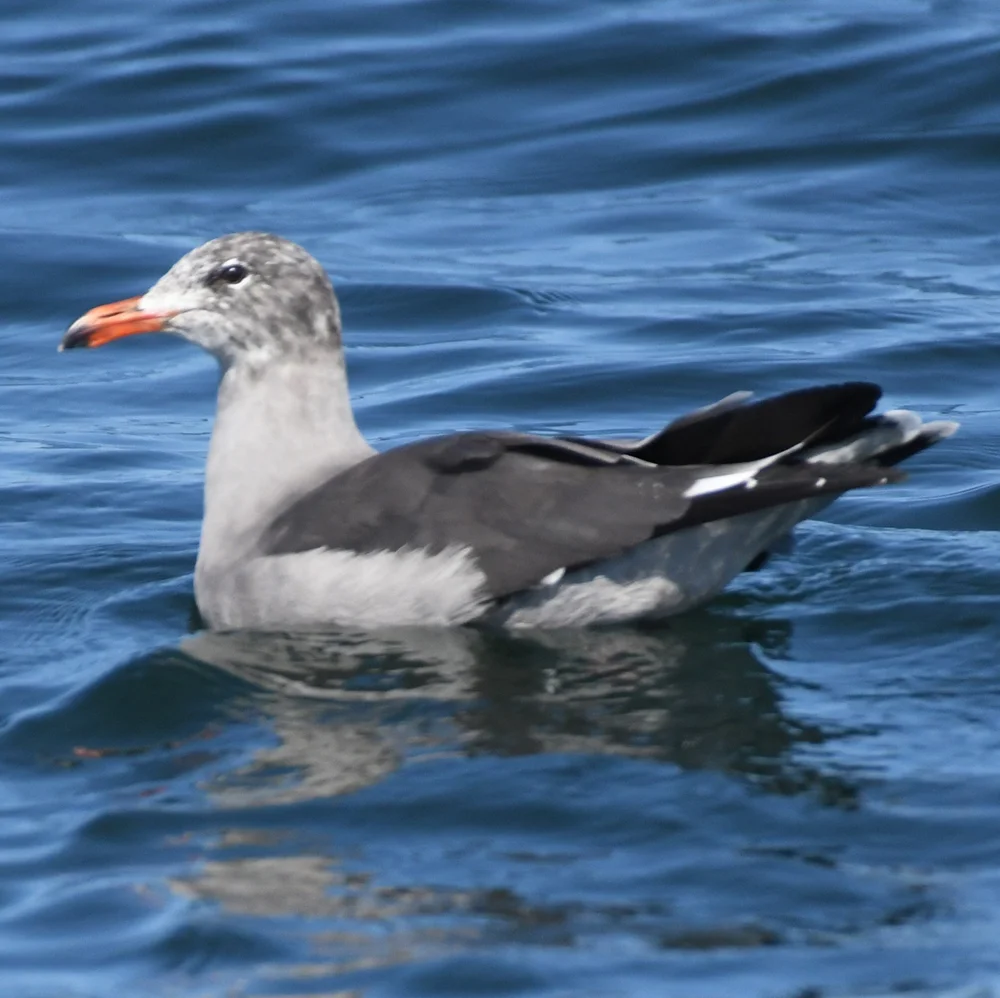 24. Heermann's Gull