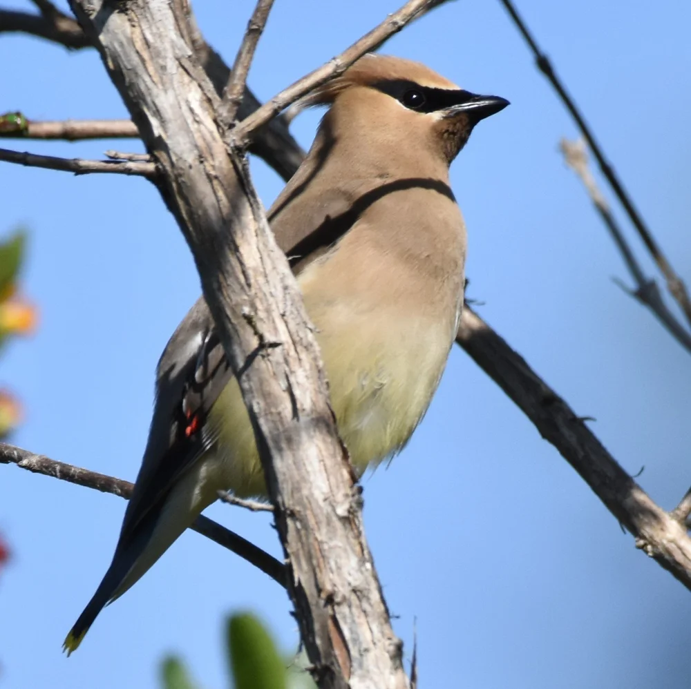 15. Cedar Waxwing