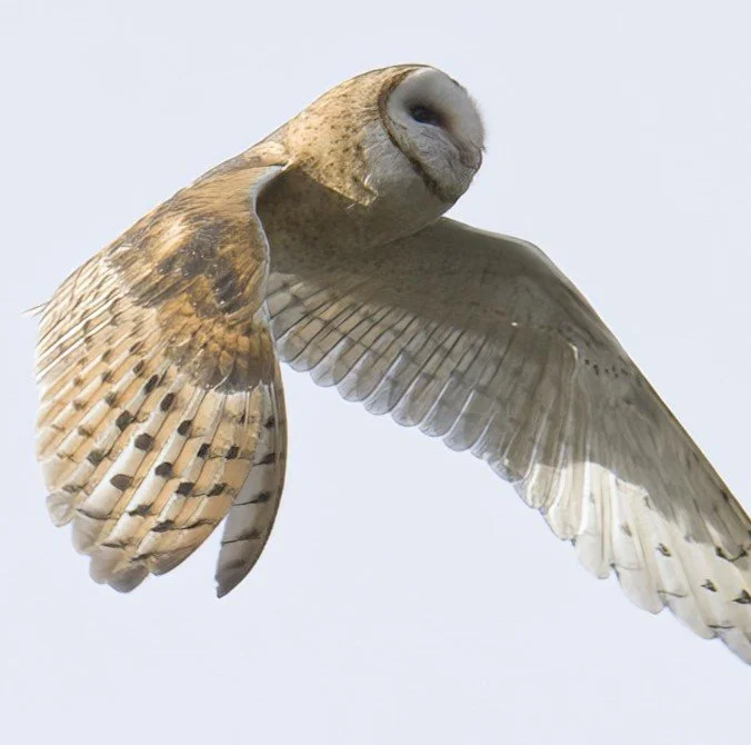7. Barn Owl