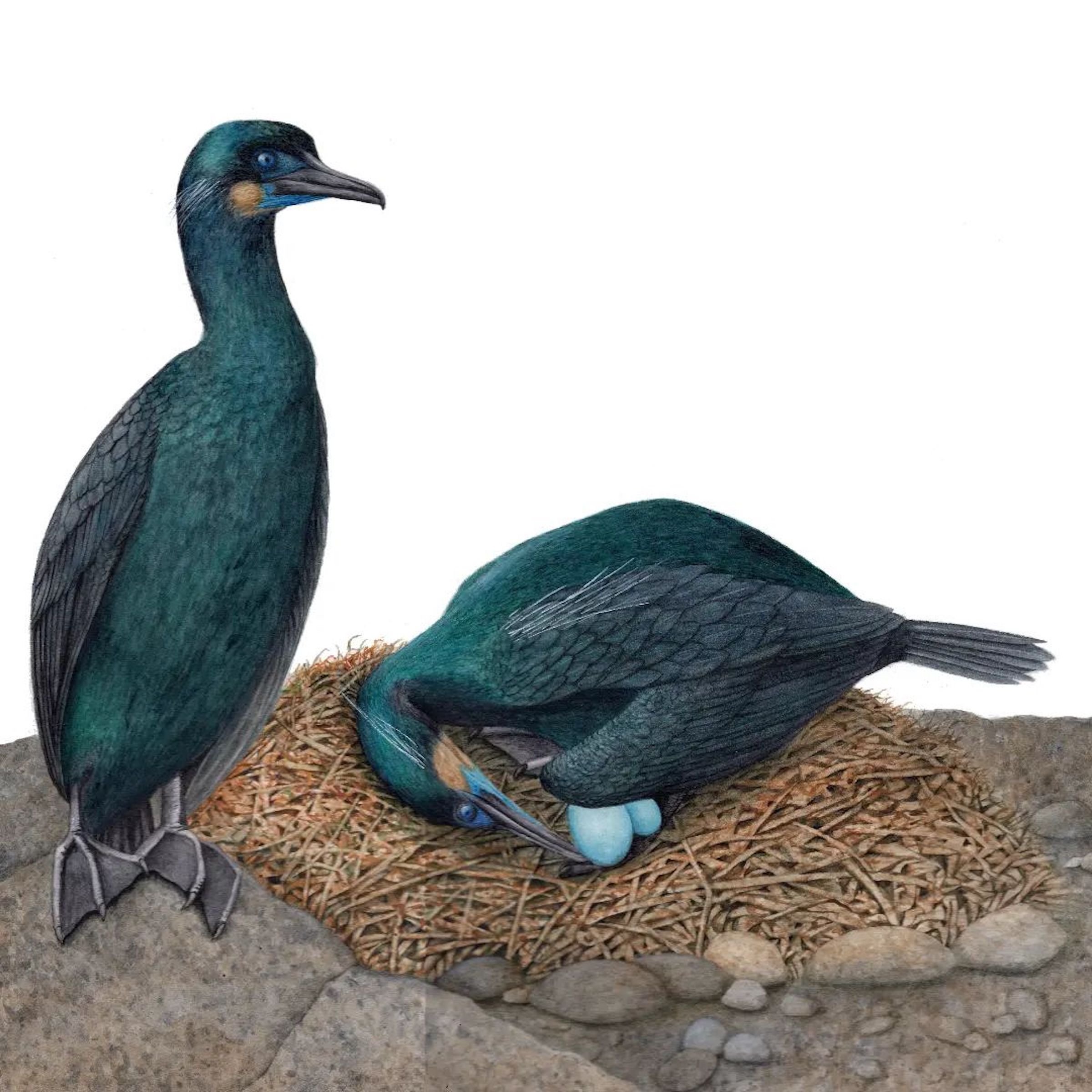 Brandt's Cormorants