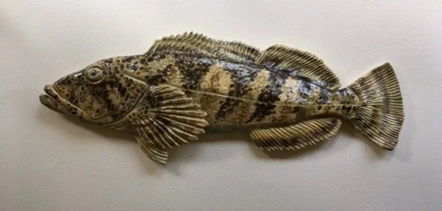 Ling Cod