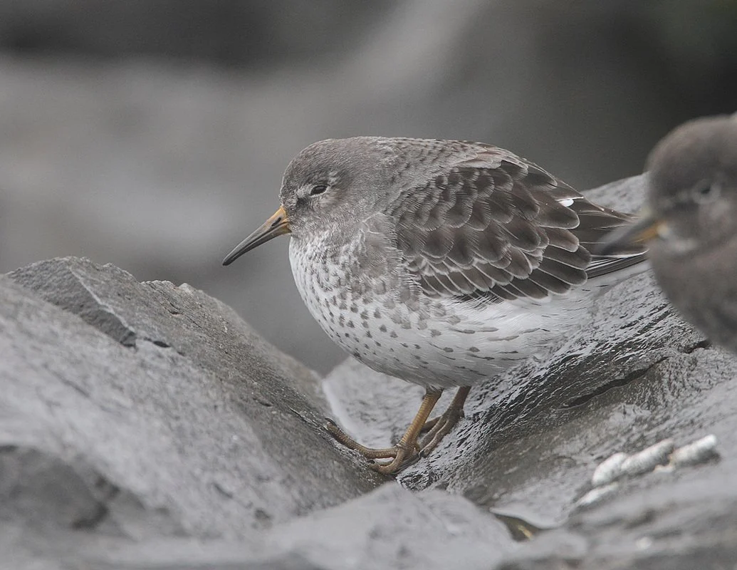 Birds of Oregon's Coastal Habitat — Seven Capes Bird Alliance