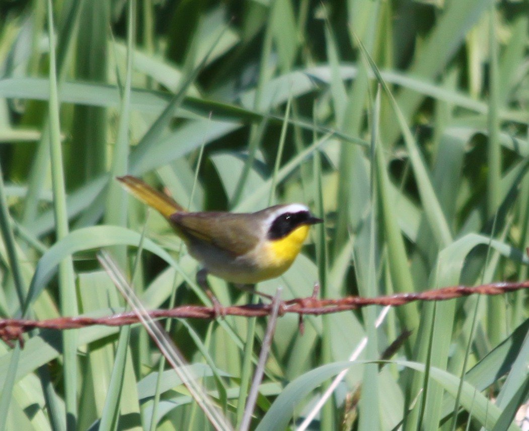 Common Yellowthroat, photo dawn villaescusa