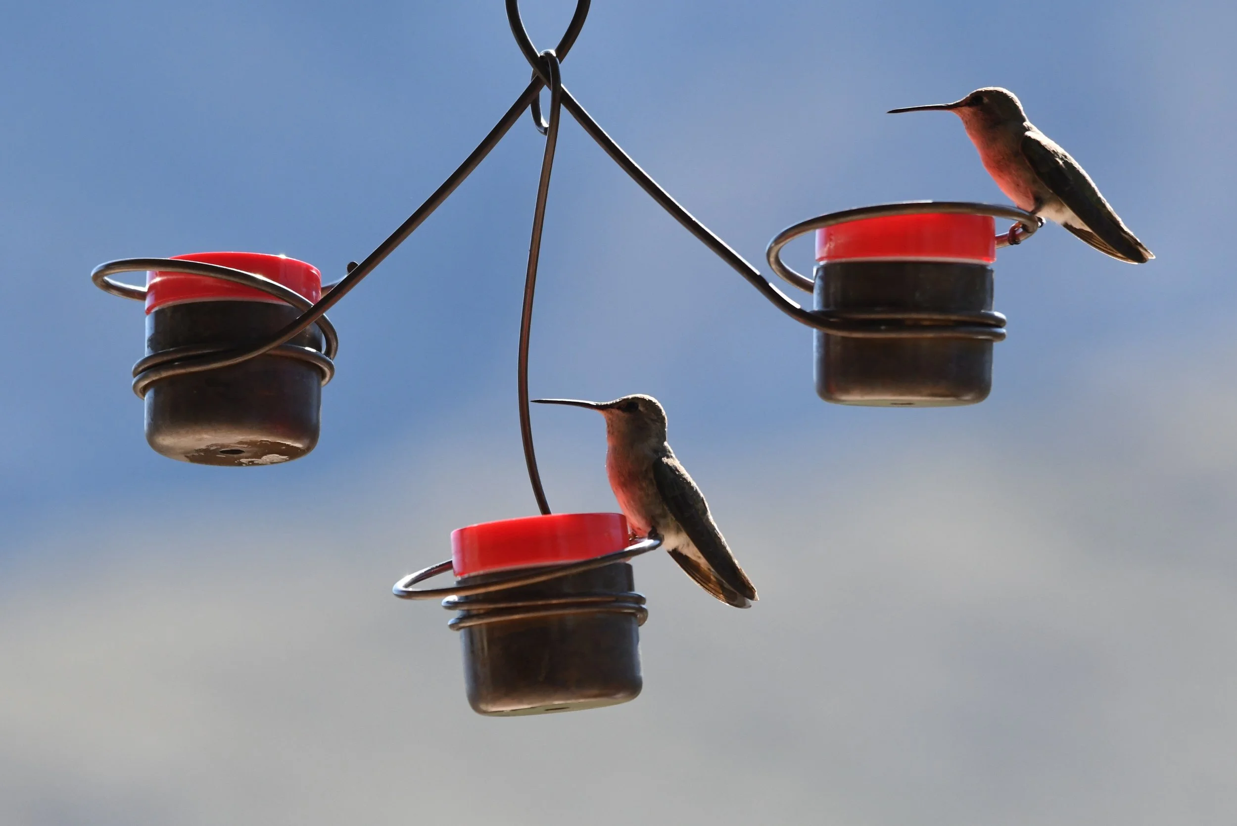 Perch & Pour! — Seven Capes Bird Alliance