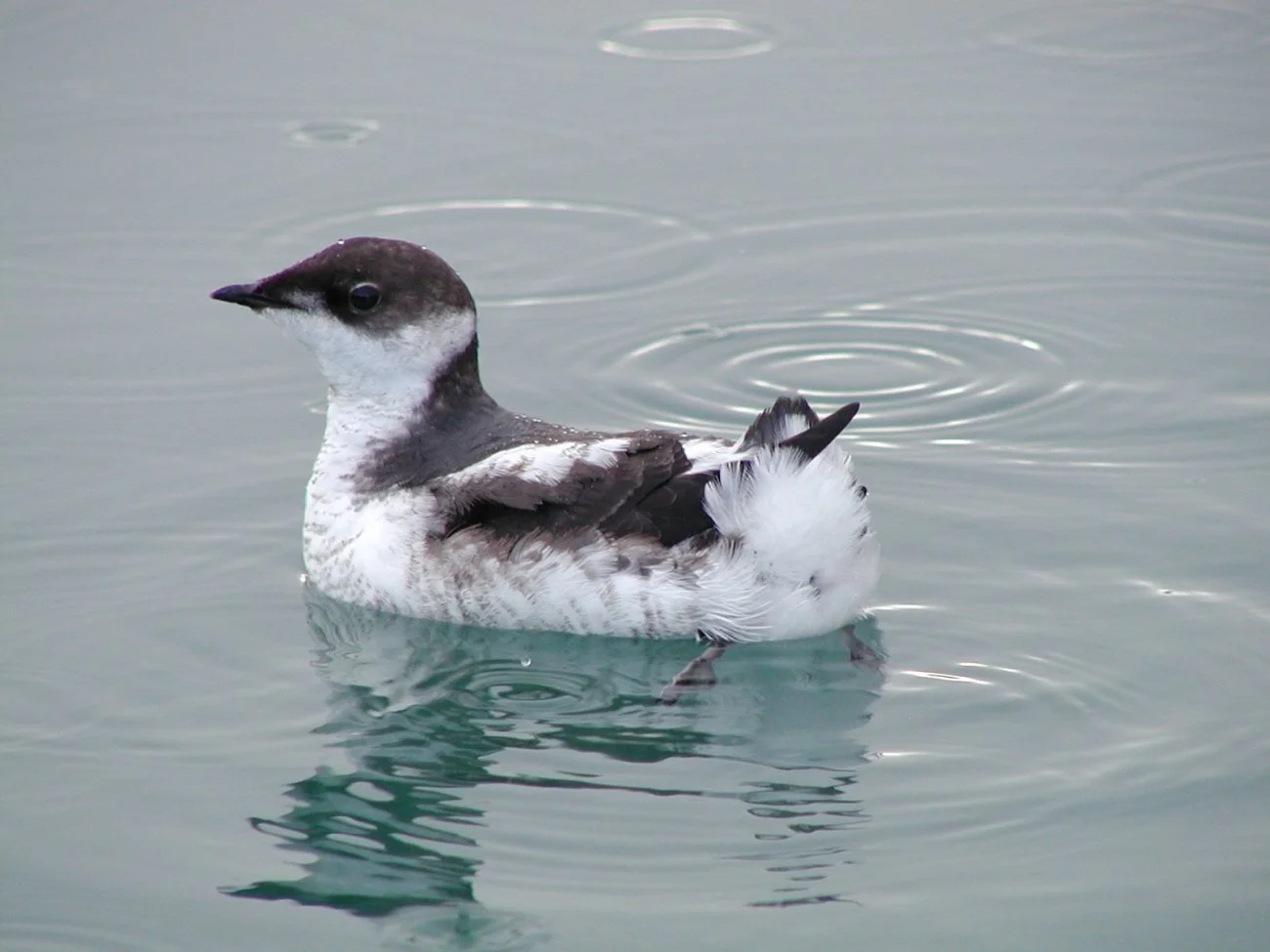 usfws-juvenile-marbled-murrelet-large.jpeg