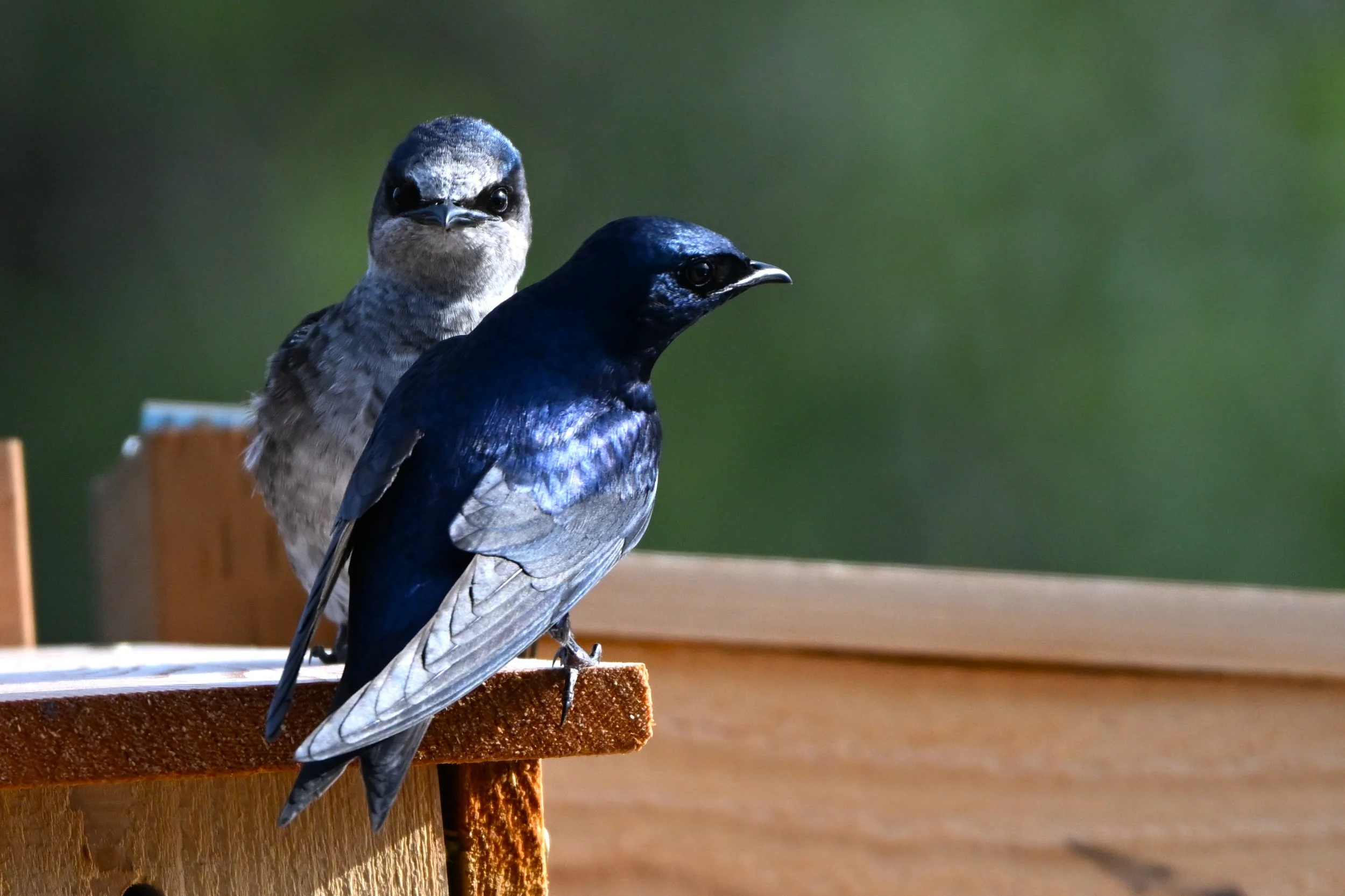 Purple Martins 1 by Ruth Shelly.JPG