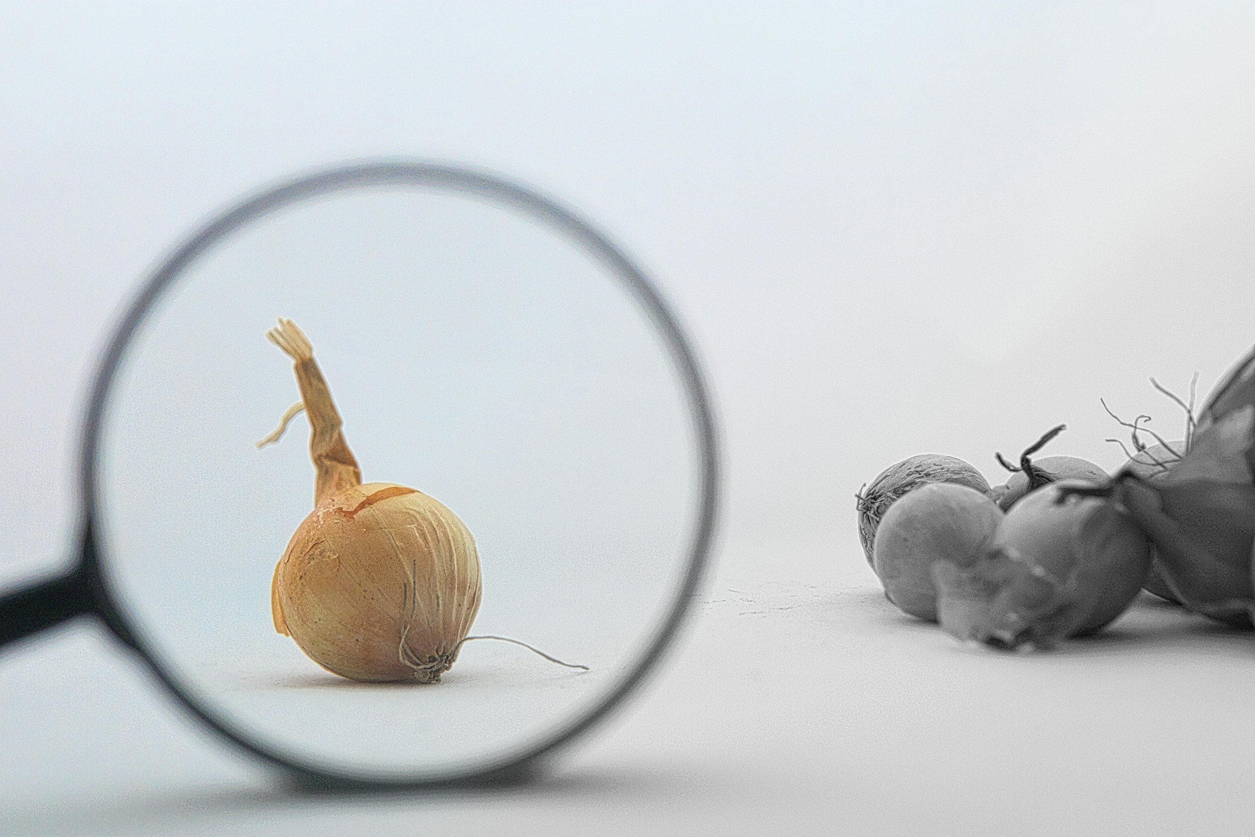 A yellow onion is seen through a magnifying glass, with additional onions in the background on a white surface.