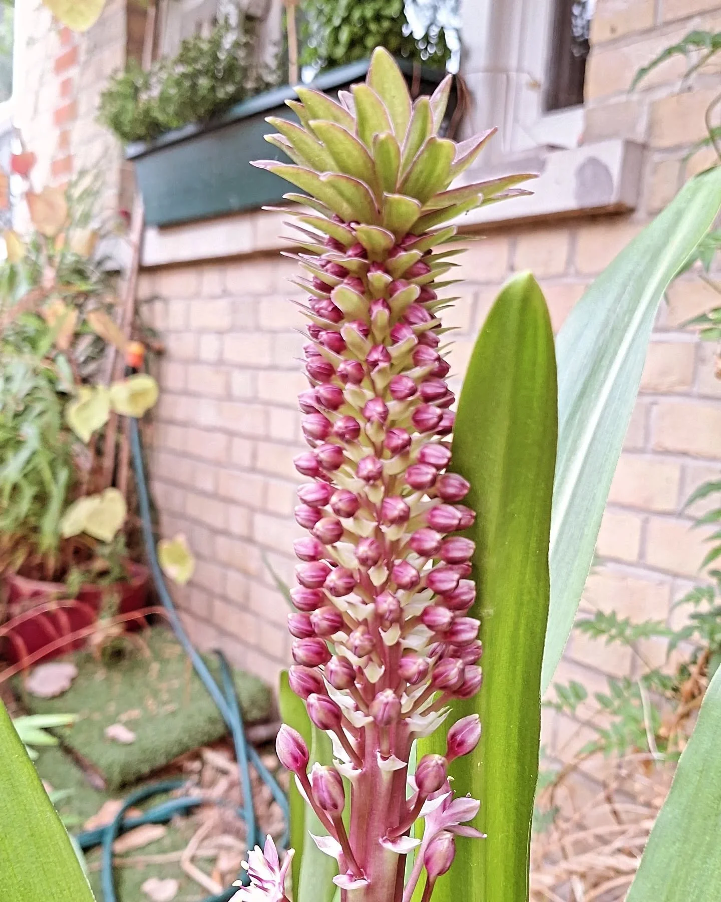 Eucomis &quot;pink gin&quot; looking lovely!