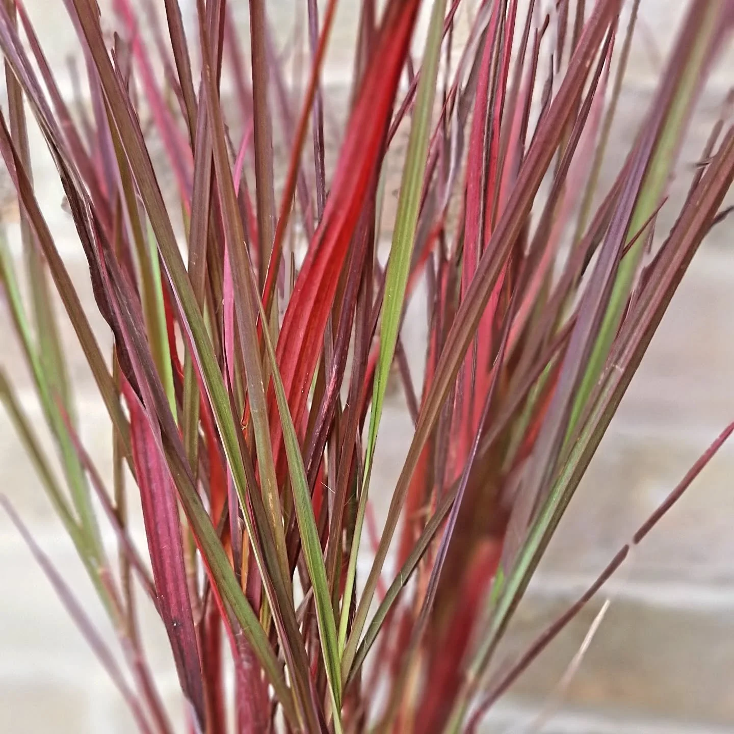 Check out this beauty! Andropogon 'Red October', what an autumn sunner of a grass 😍😍😍😍😍😍