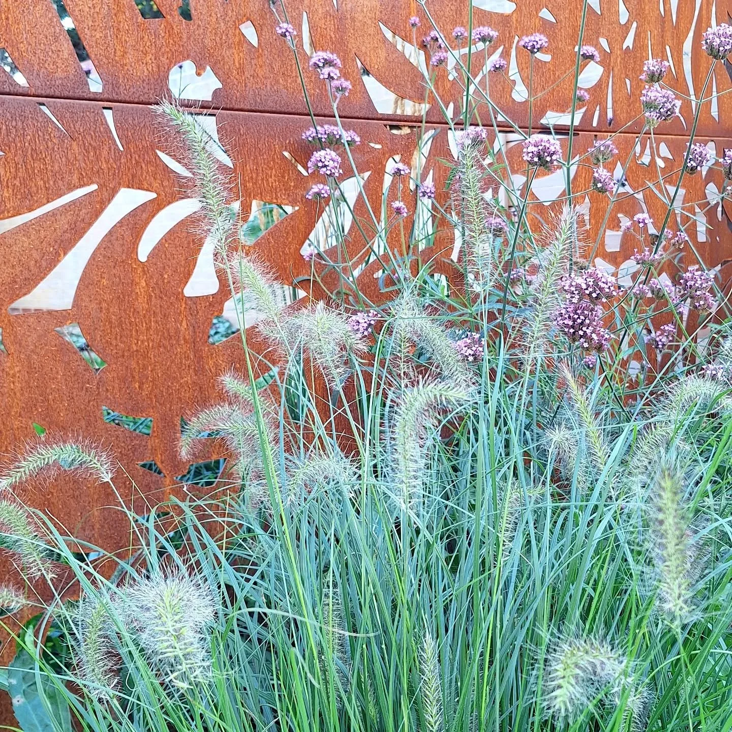 Plants popping against the lovely corten screens from @cambridgecorten