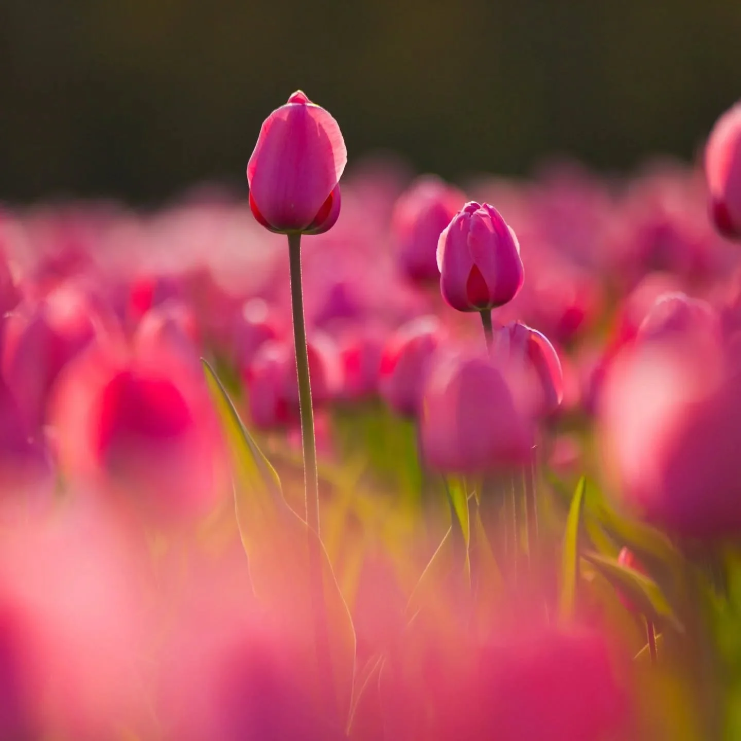 3 tulips for successional  planting. - check out our blog! Link in bio