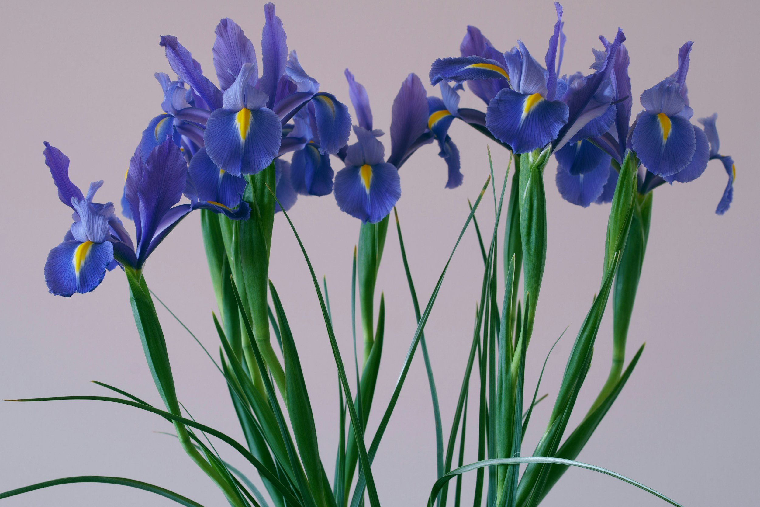 February plants for modern gardens -Iris Reticulata