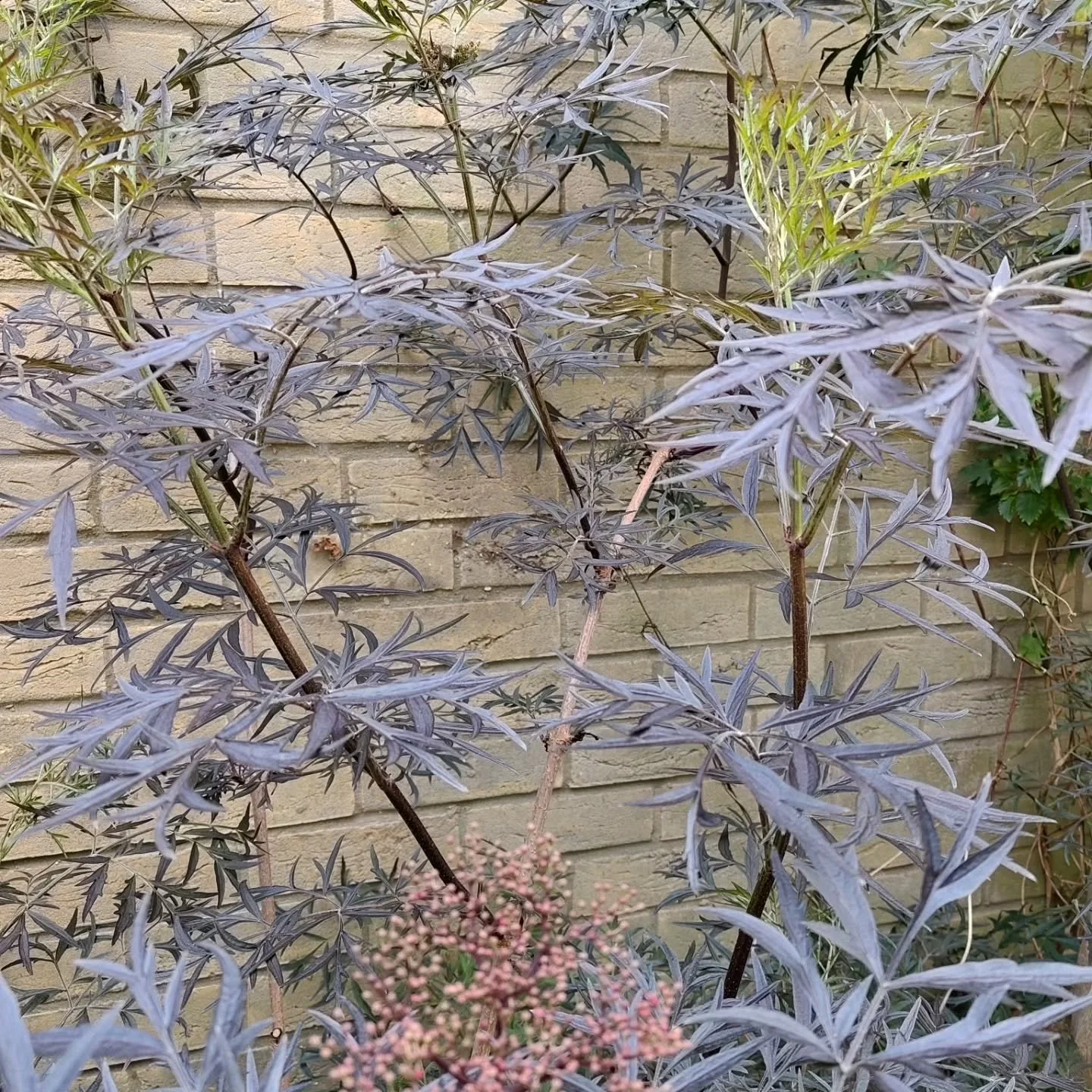 Boring photo, huh? Well, yes, but it's to show how your Sambucus should be looking at this time of year.

From early May until late August you should be regularly pruning your Sambucus. I take approximately 1/3 of all the foliage out on a rotational 