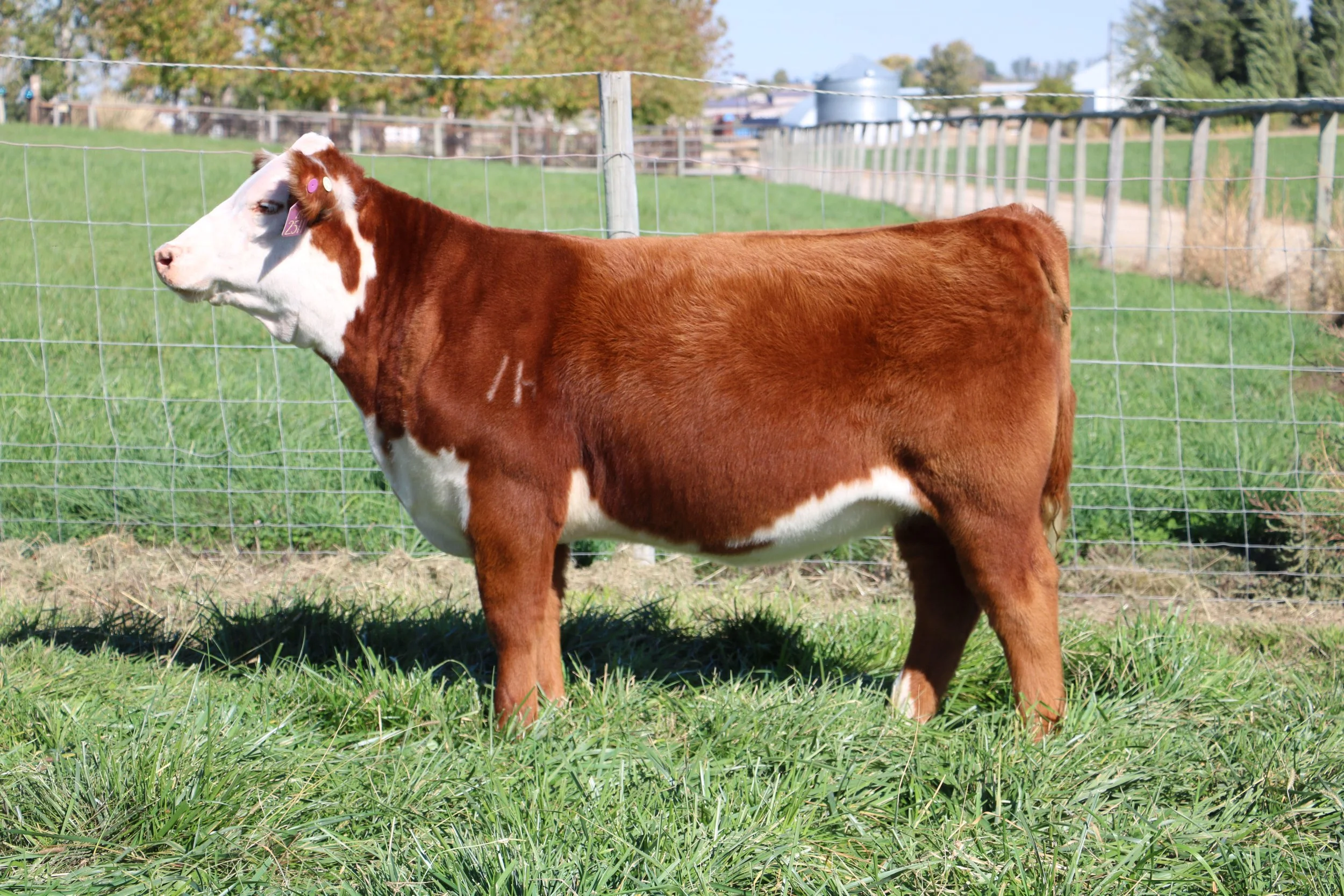 MIRANDA 2511 FINDS NEW HOME