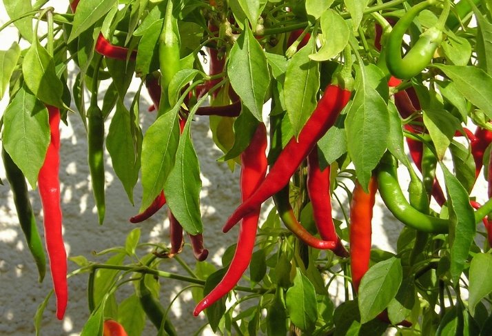 Never Go Hiking Without This Important Herb